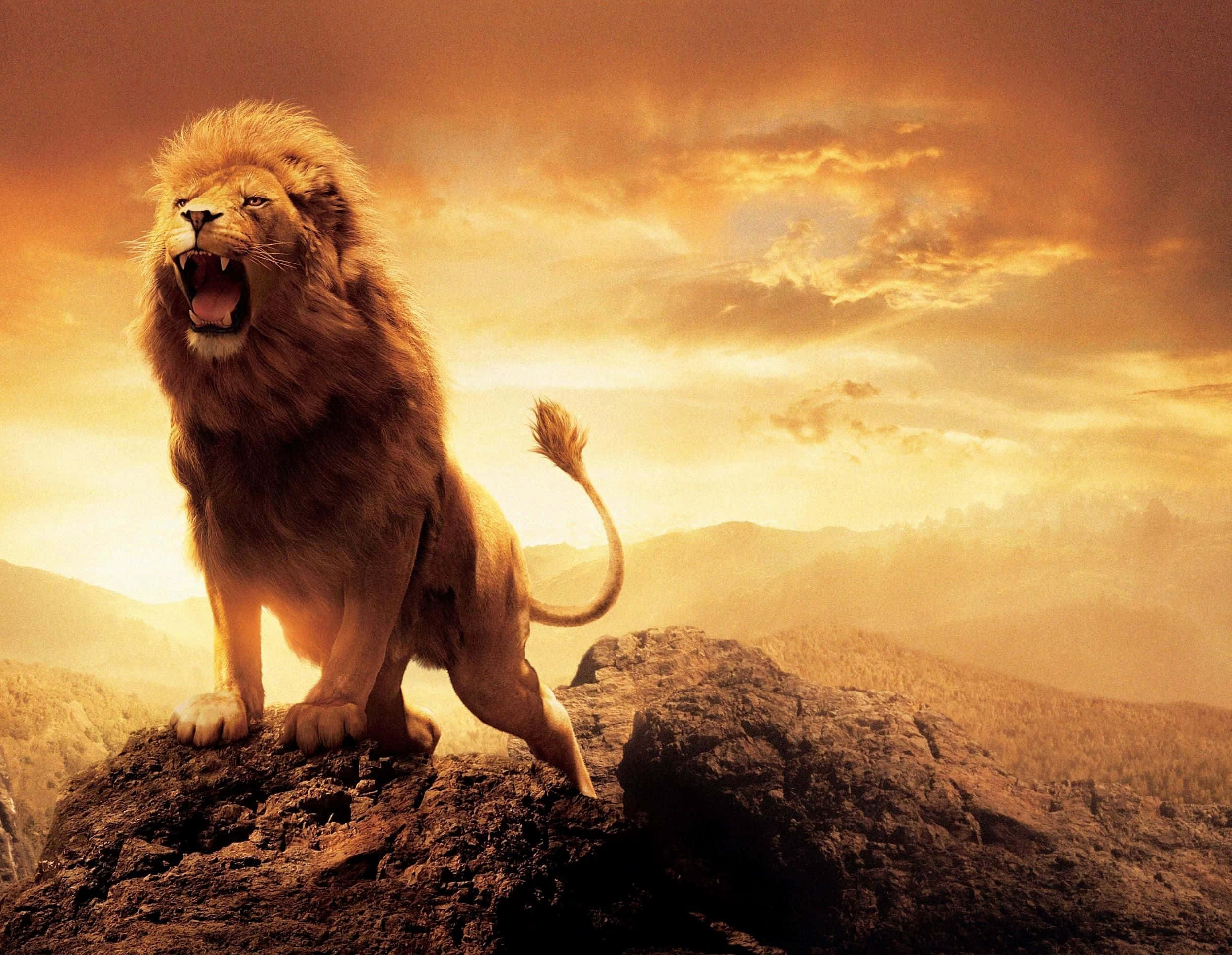 Lion Of Judah 桌布 壁紙 — 一頭雄獅在岩石頂峰上勝利地咆哮，金色夕陽的光芒沐浴著遠處的稀樹草原山丘。
