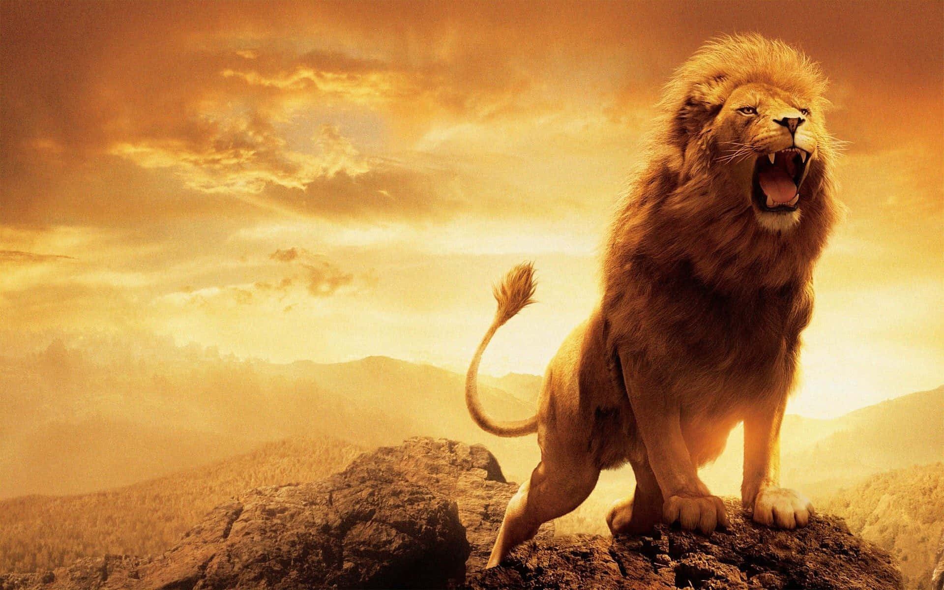 Lion Of Judah 桌布 壁紙 — 一頭雄獅在金色夕陽天空下的岩石懸崖頂上勝利地咆哮。