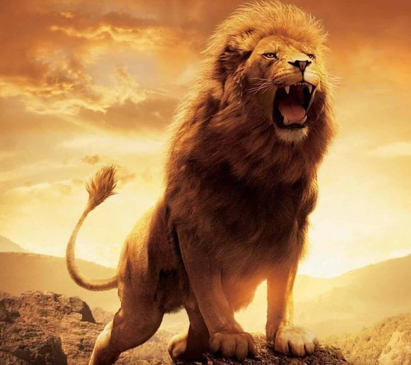 獅子王 桌布 壁紙 — 一頭雄獅在金色夕陽天空下的岩石露頭上強力咆哮。