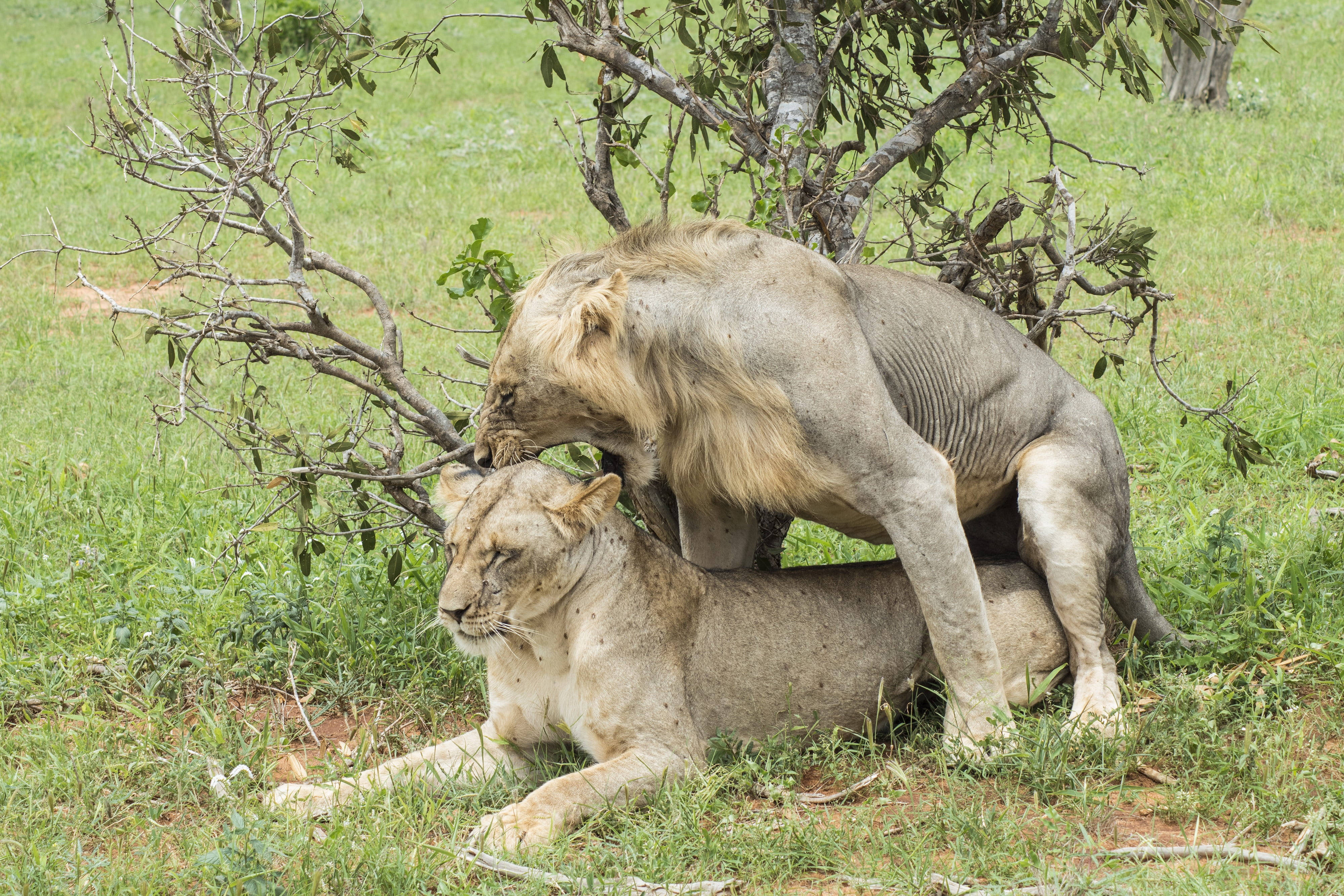 Angry Lion 桌布 壁紙 — 一頭雄獅在陽光明媚的草叢稀樹草原上，在一棵枝葉茂密的樹下騎上一頭雌獅。