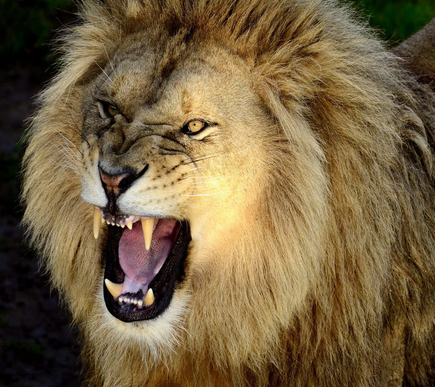 Lion Face 桌布 壁紙 — 一頭雄獅張大嘴巴咆哮的特寫，露出尖銳的牙齒和粉紅色的舌頭。