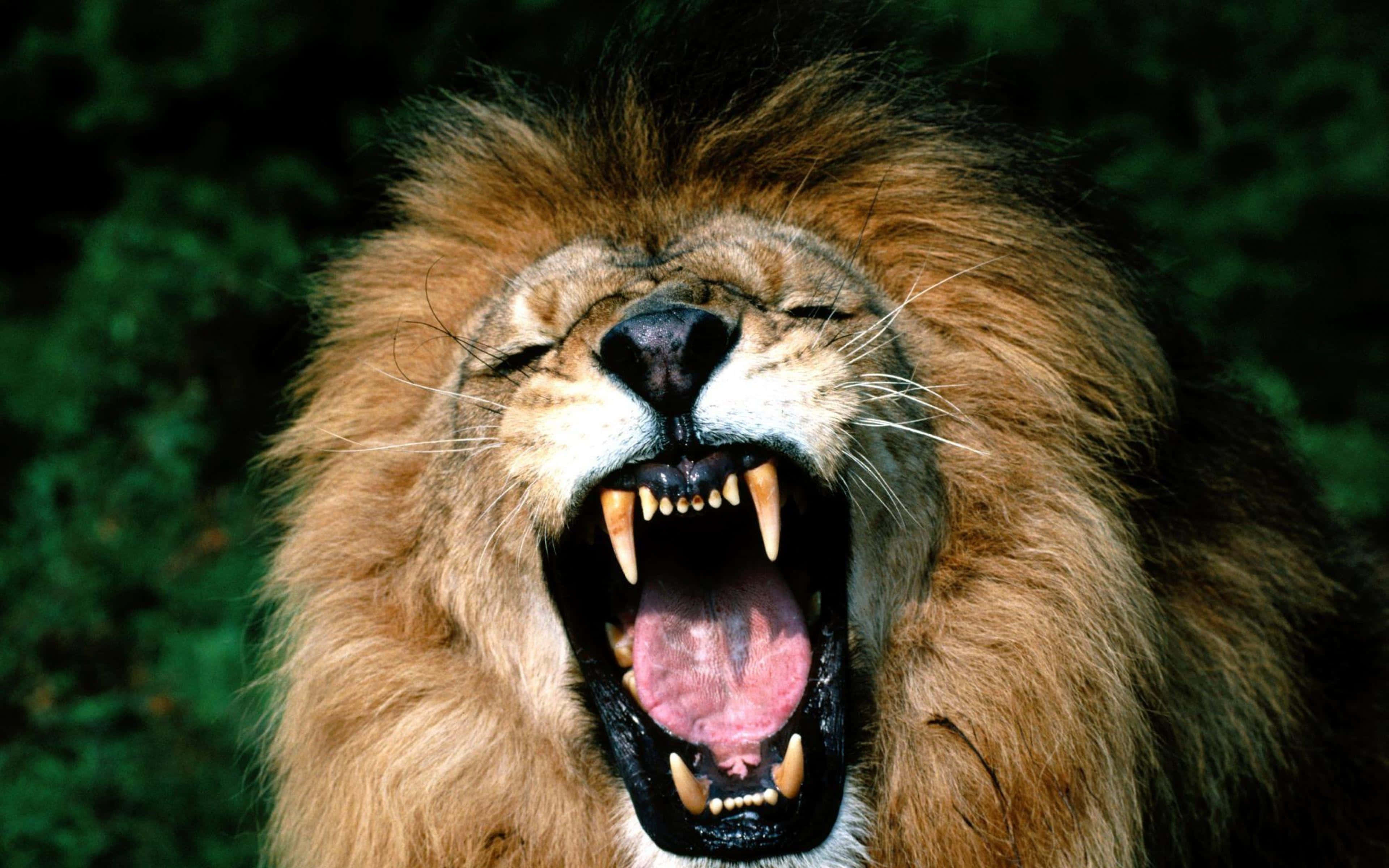 Lion Face 桌布 壁紙 — 一頭雄獅張大嘴巴咆哮的特寫，露出鋒利的牙齒和粉紅色的舌頭，背景是深綠色的樹葉。