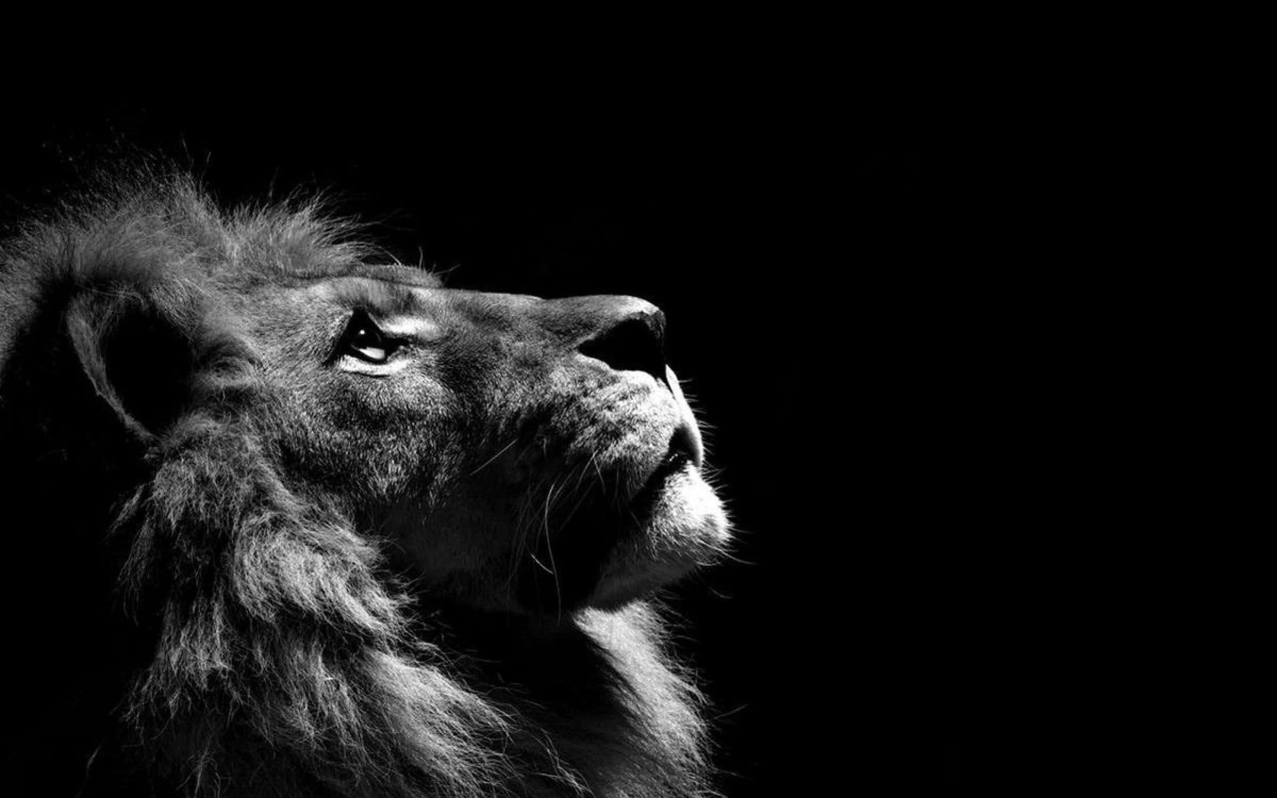 Black And White Lion 桌布 壁紙 — 一頭雄獅的側影在純黑背景上以高對比黑白發光，雙眼向上凝視，散發王者般的強烈氣勢。