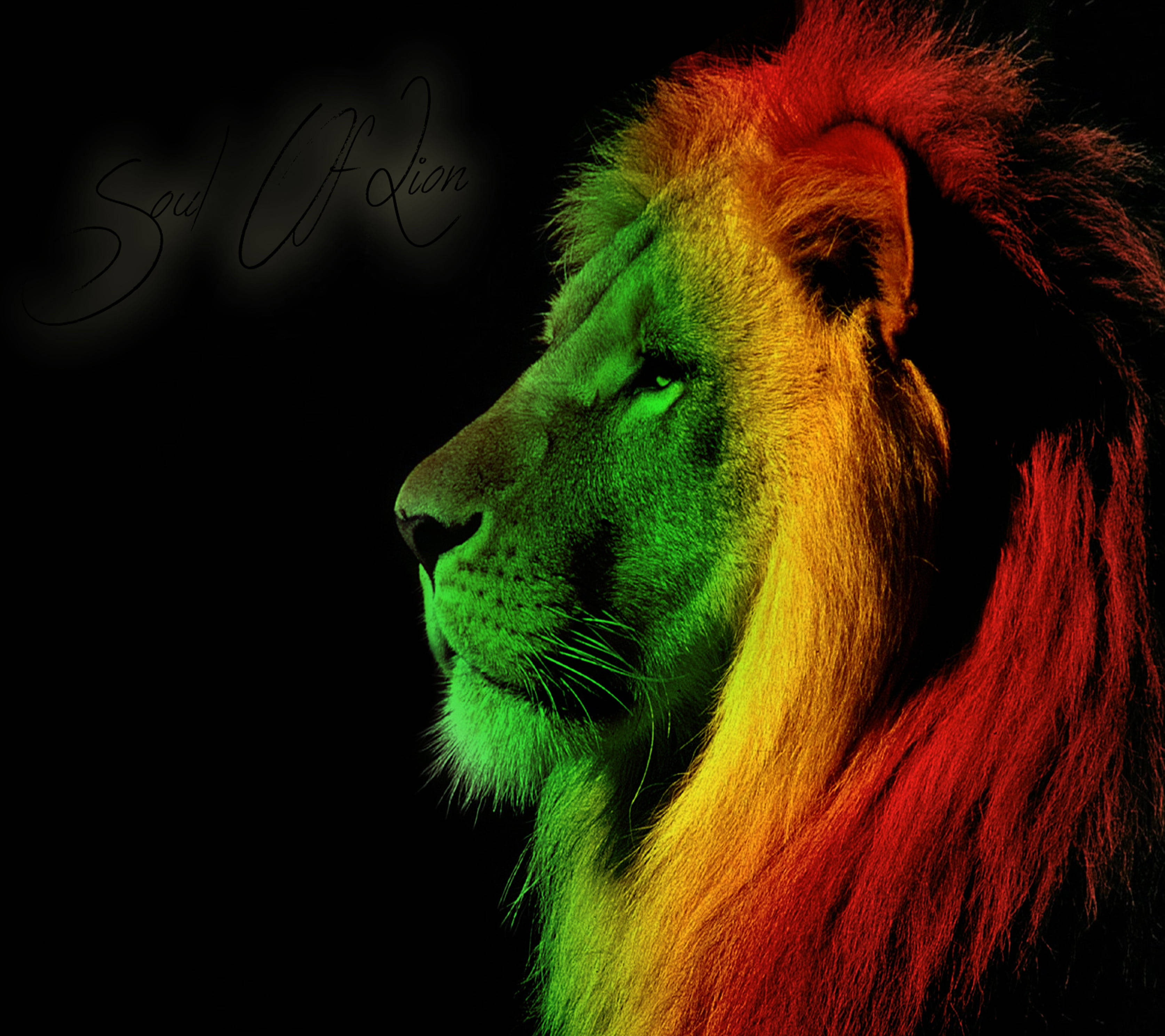 Lion Head 桌布 壁紙 — 一頭雄獅的側面輪廓，沐浴在鮮豔的彩虹色調中，背景為純黑色。