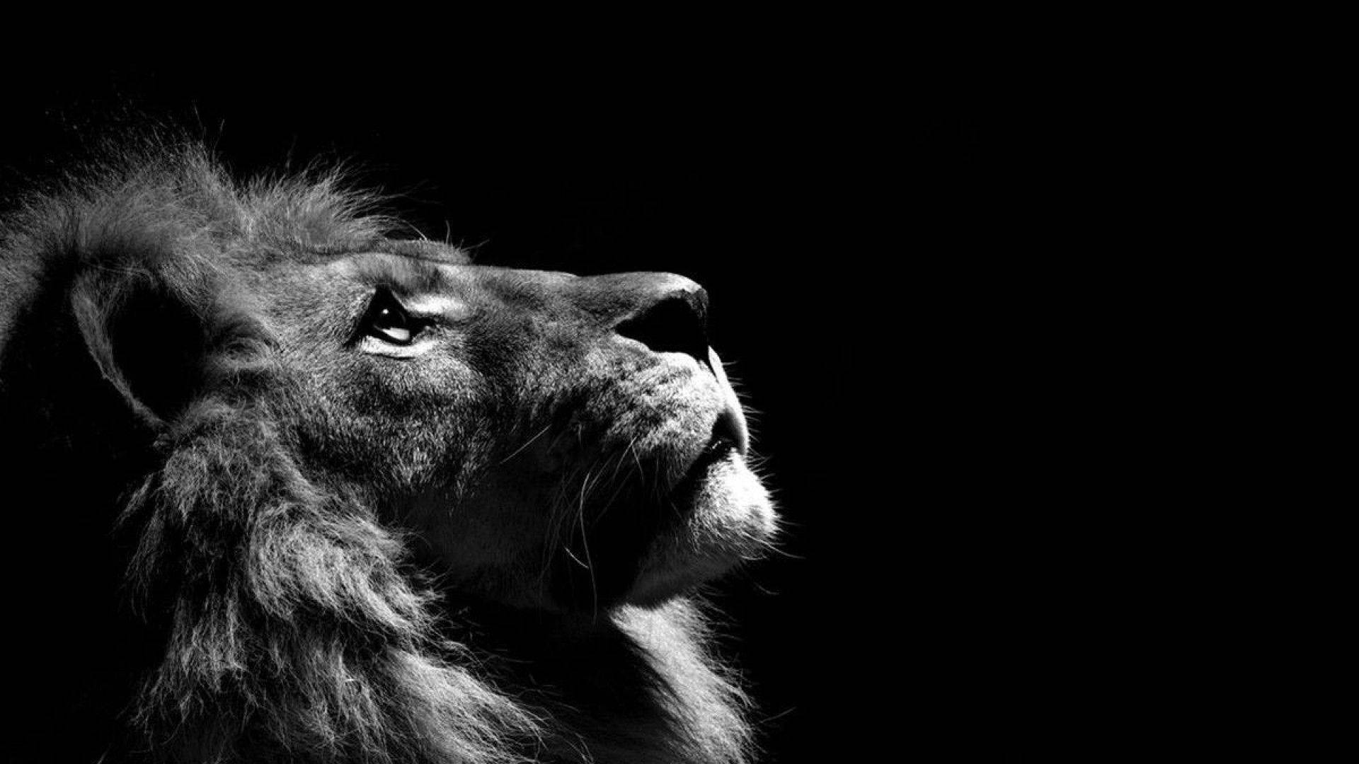 動物 桌布 壁紙 — 一頭雄獅的側面輪廓在虛無般的黑暗背景上以高對比度的黑白光芒閃耀。