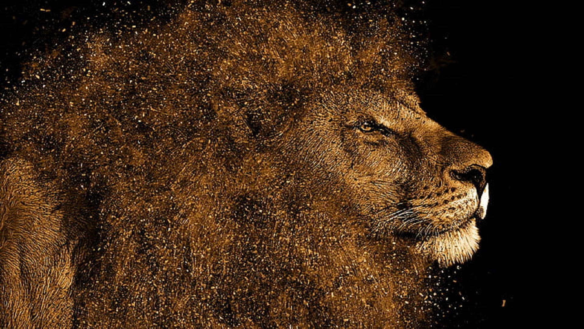 Lion Head 桌布 壁紙 — 一頭雄獅的側面頭像，金色塵埃粒子在其鬃毛周圍旋轉，背景為黑色。