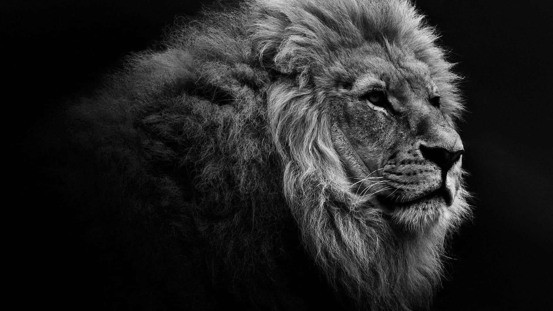 Black Lion 桌布 壁紙 — 一頭雄獅的單色側面輪廓，其紋理分明的鬃毛在深邃的黑色虛空中閃耀。