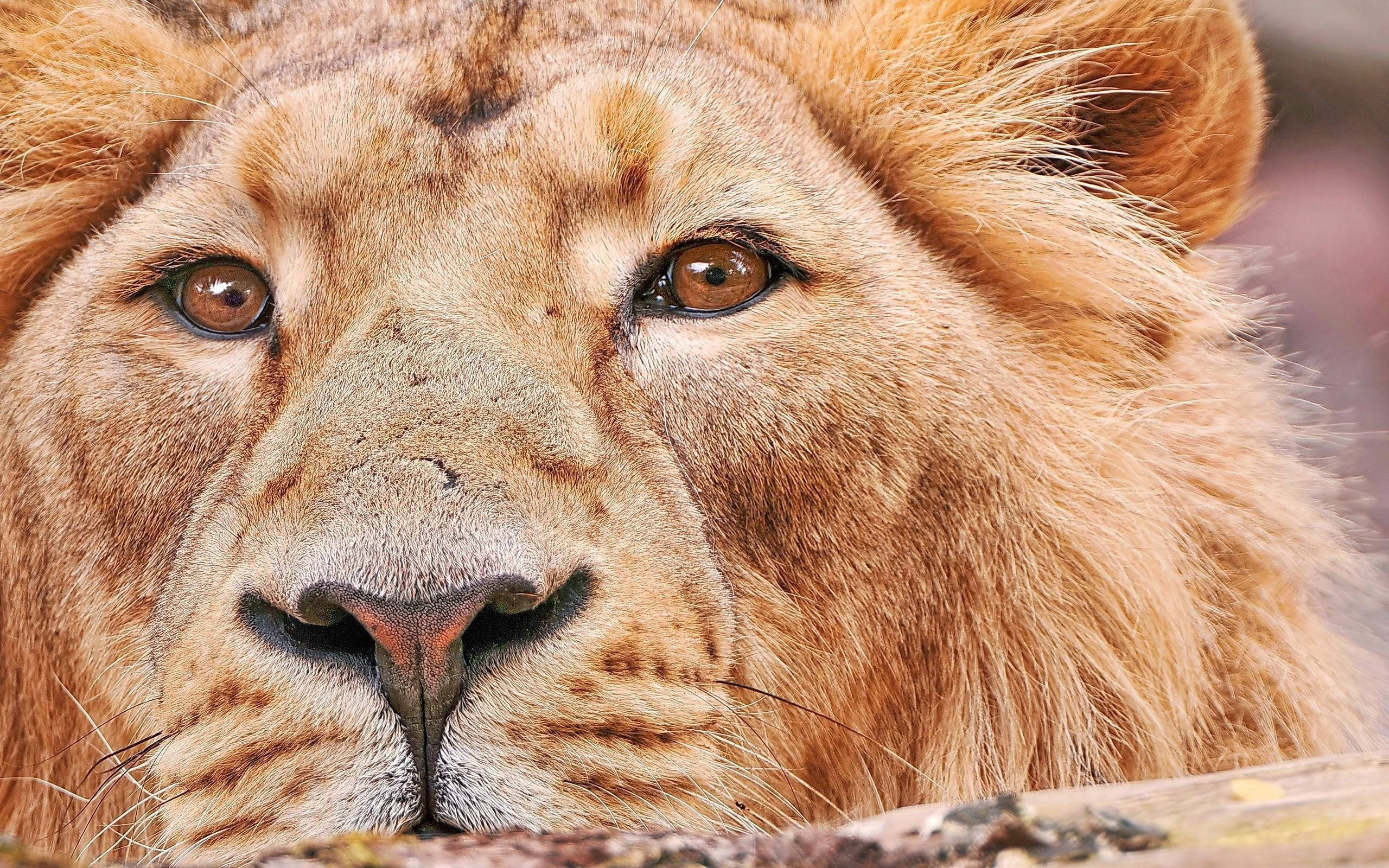 動物 桌布 壁紙 — 一頭雄獅的近照，展現其強烈的目光、金色鬃毛和細緻的毛髮質感。