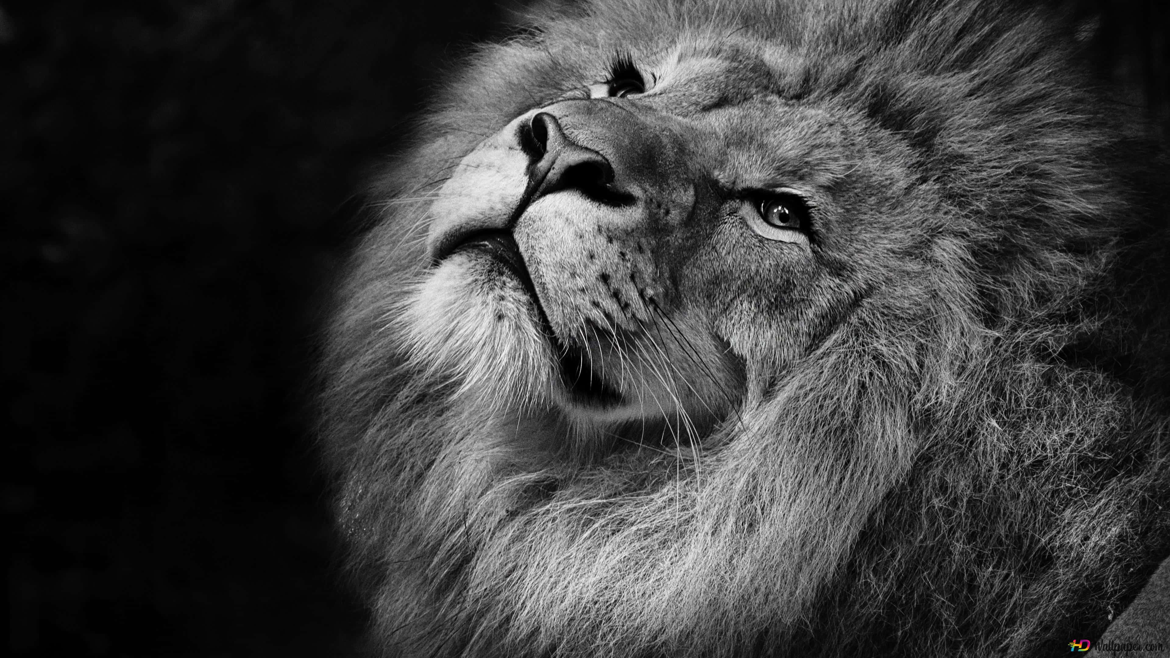 Black And White Lion 桌布 壁紙 — 一頭雄獅的黑白臉龐，在深色背景下以銳利的眼神向上凝視。