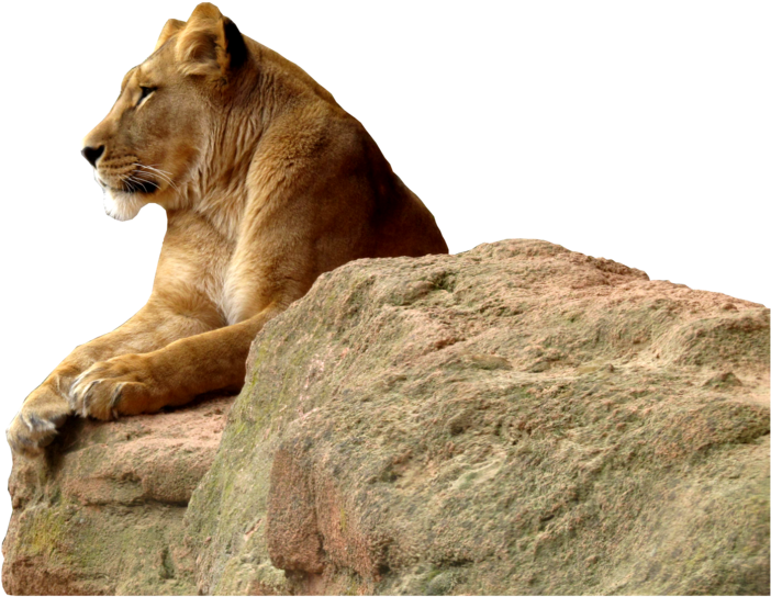 動物 桌布 壁紙 — 一頭雌獅威嚴地棲息在風化的岩石上，目光專注，背景是純黑色。
