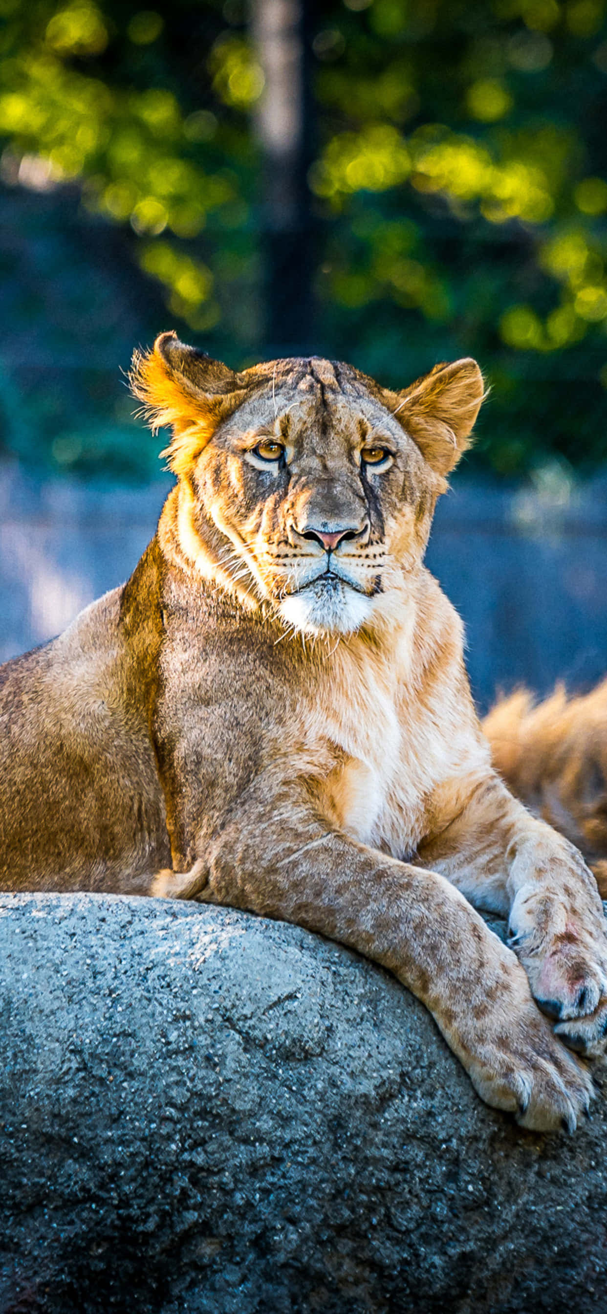 Animals iPhone 桌布 壁紙 — 一頭雌獅威嚴地躺在長滿苔蘚的岩石上，金色毛髮和銳利的琥珀色眼睛，背景是陽光普照的森林。