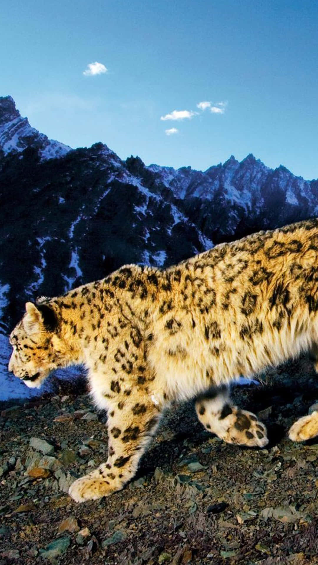 Animals iPhone 桌布 壁紙 — 一頭雪豹在晴朗的藍天下，以積雪的山峰為背景，自信地走過岩石山坡。