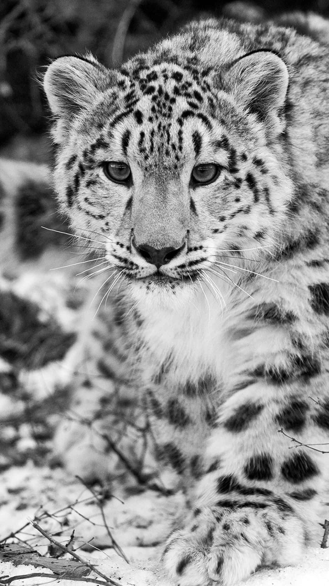 Black And White Animal 桌布 壁紙 — 一頭雪豹在雪地森林地面上，以黑白肖像照的強烈風格凝視著。