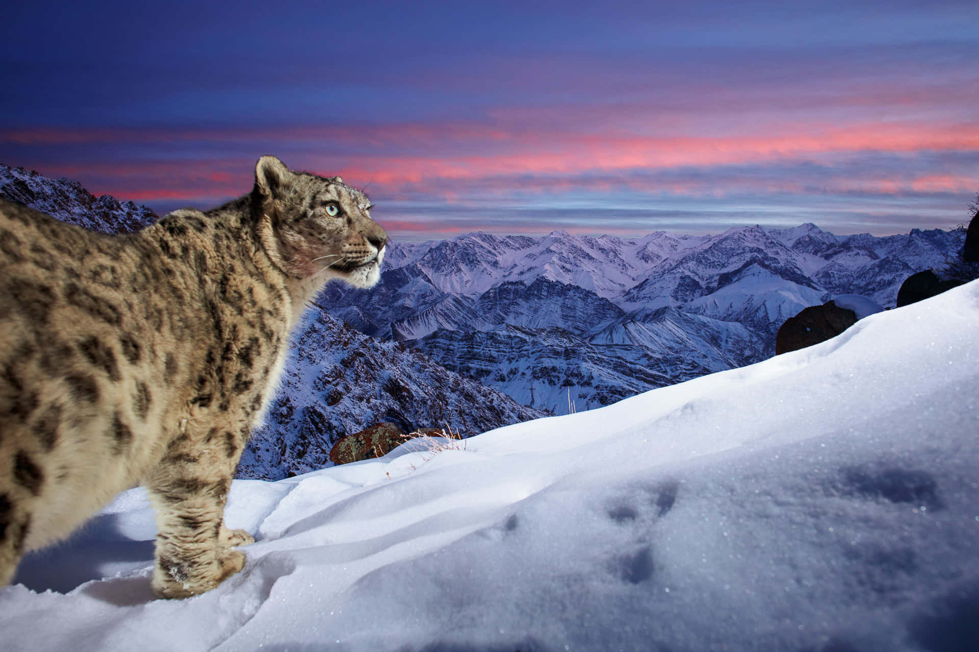 Awe-inspiring 桌布 壁紙 — 一頭雪豹警覺地站在白雪覆蓋的山脊上，而充滿活力的粉紅色和紫色日落為遠處山峰上方的天空塗上色彩。