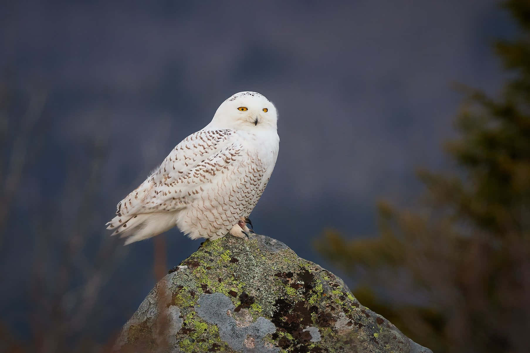 Snowy Owl 桌布 壁紙 — 一頭雪鴞威風凜凜地棲息在長滿苔蘚的岩石上，背景是模糊的冬季森林。