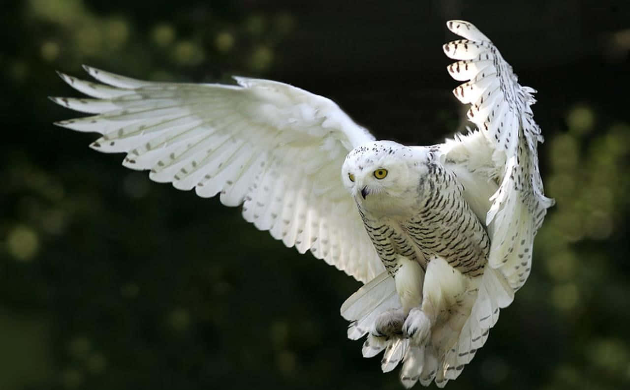 Snowy Owl 桌布 壁紙 — 一頭雪鴞展翅翱翔，背景是模糊的綠色森林。
