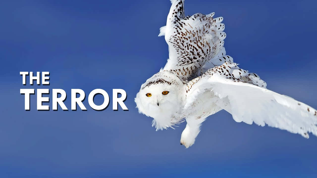 Snowy Owl 桌布 壁紙 — 一頭雪鴞展翅翱翔在清澈的藍天中，銳利的黃色眼睛直視前方。