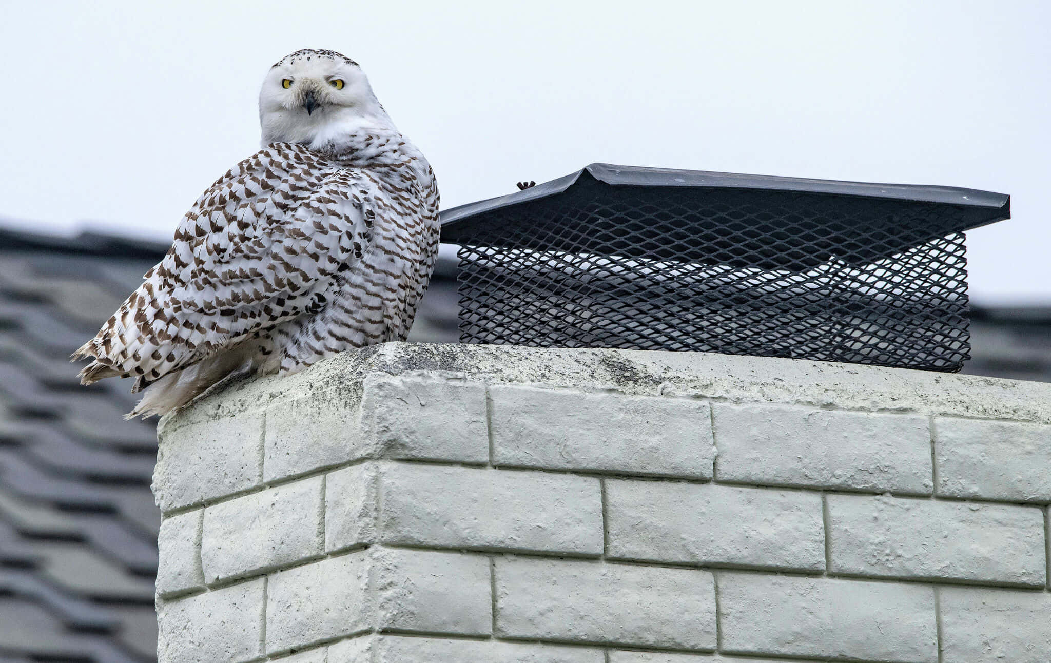 Snowy Owl 桌布 壁紙 — 一頭雪鴞警覺地棲息在白色磚砌煙囪上，背景是暗淡的天空。