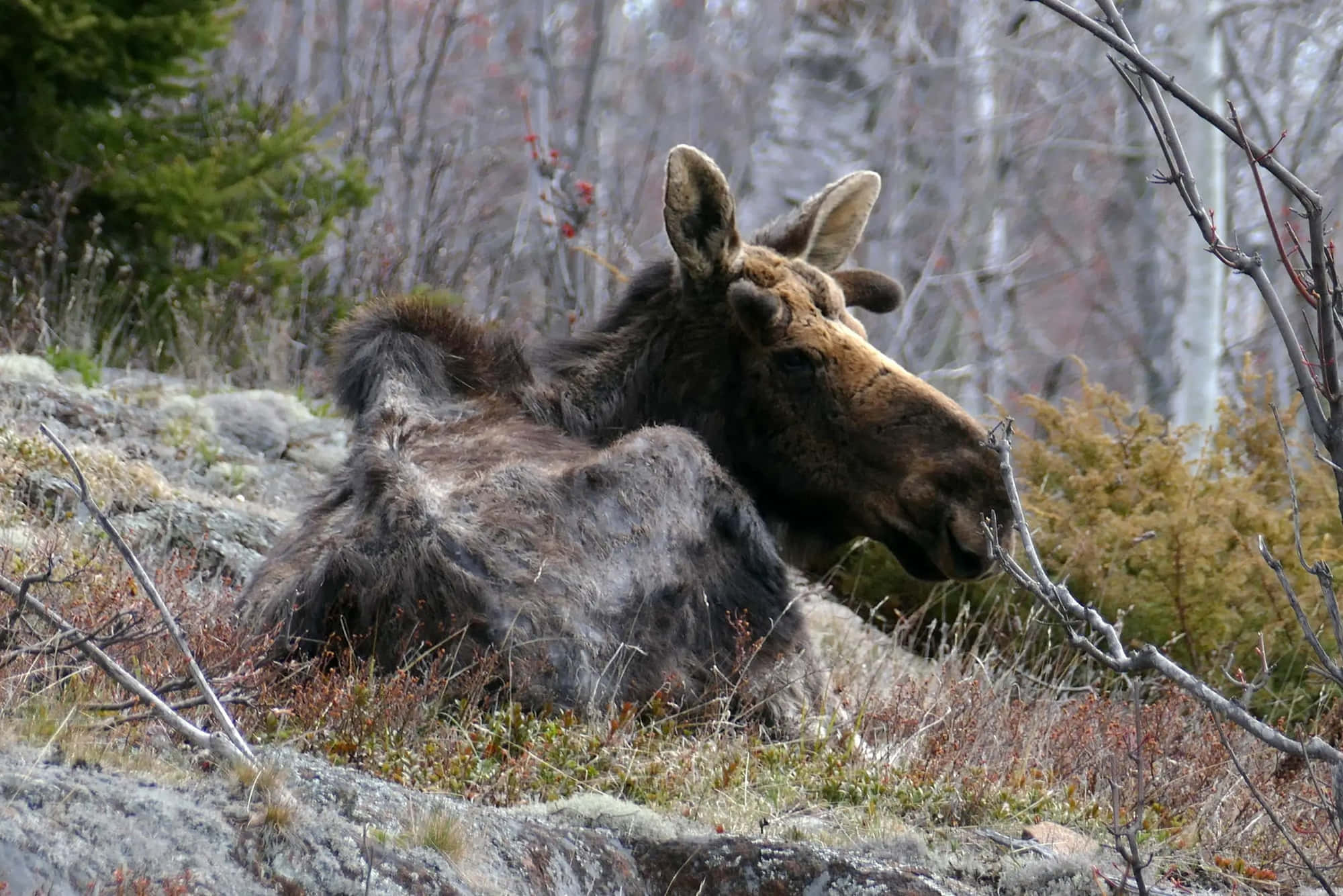 moose 桌布 壁紙 — 一頭駝鹿在長滿苔蘚的岩石斜坡上平靜地休息，周圍是光禿禿的樹木和秋天的灌木。