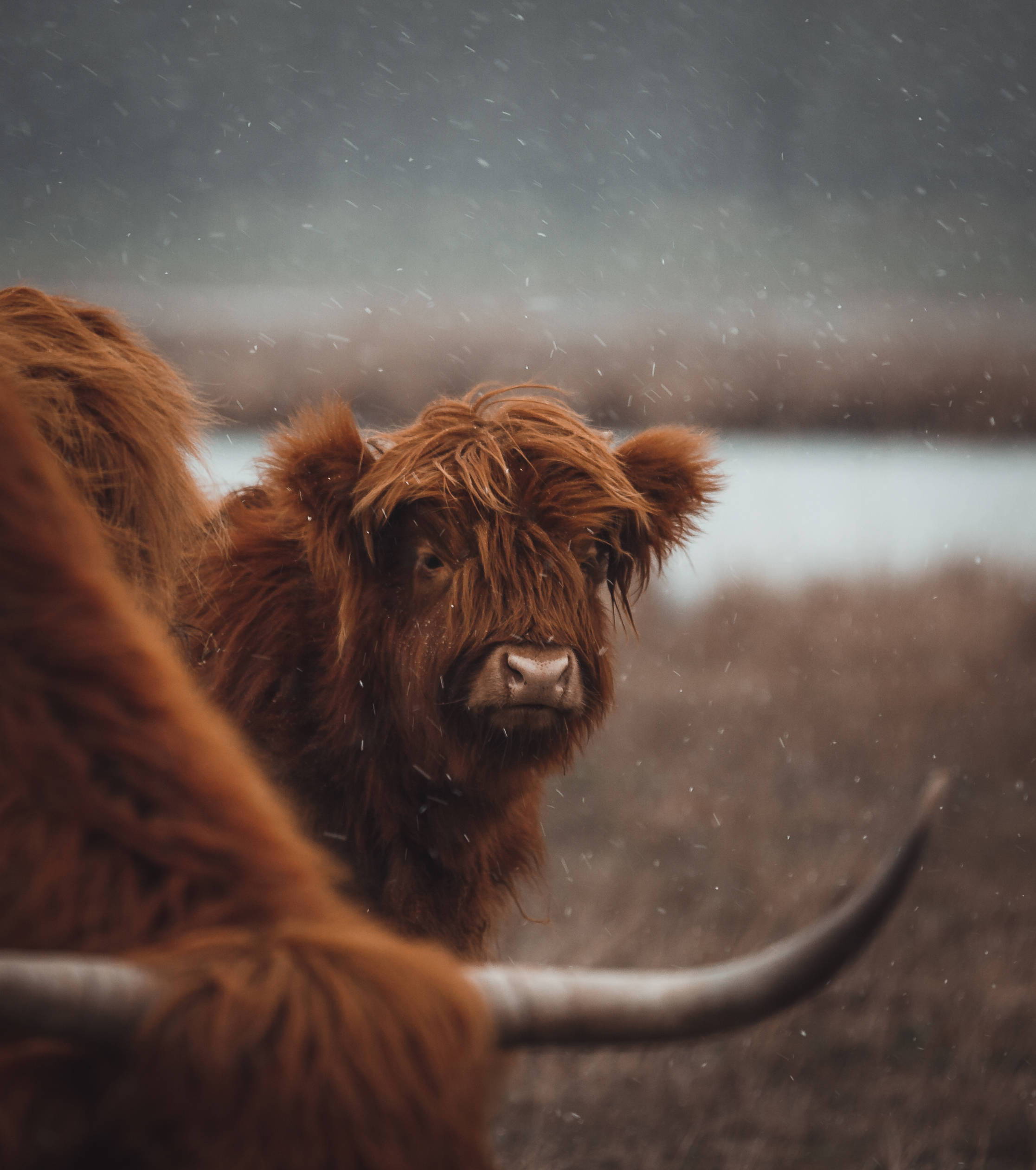 Cute Cow 桌布 壁紙 — 一頭高地牛，有著蓬鬆的棕色毛髮和彎曲的角，在霧氣瀰漫的田野中平靜地凝視著飄落的雪花。