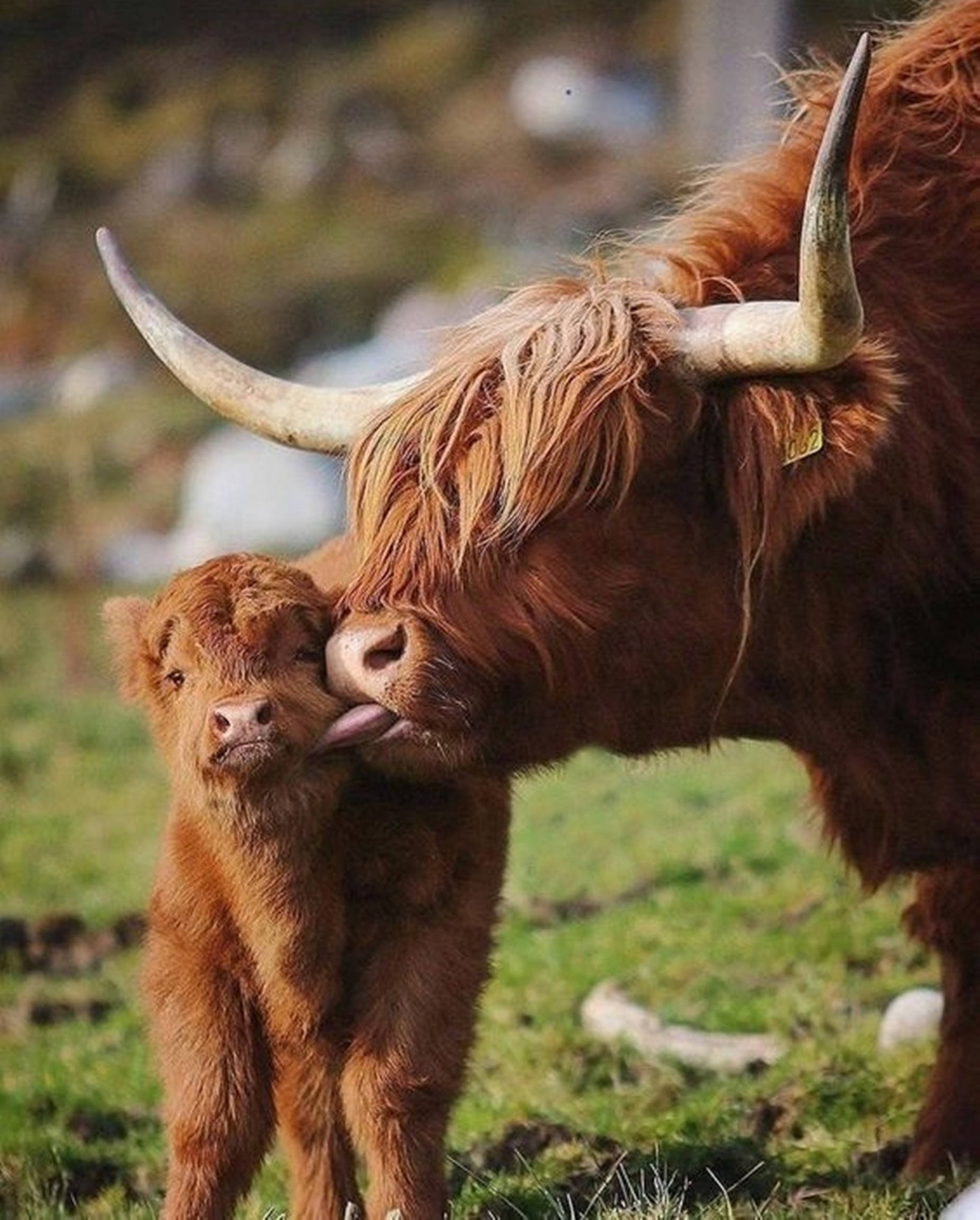 baby animal 桌布 壁紙 — 一頭高地牛在陽光明媚的草地上，背景是模糊的綠色植物，溫柔地舔著小牛的臉。