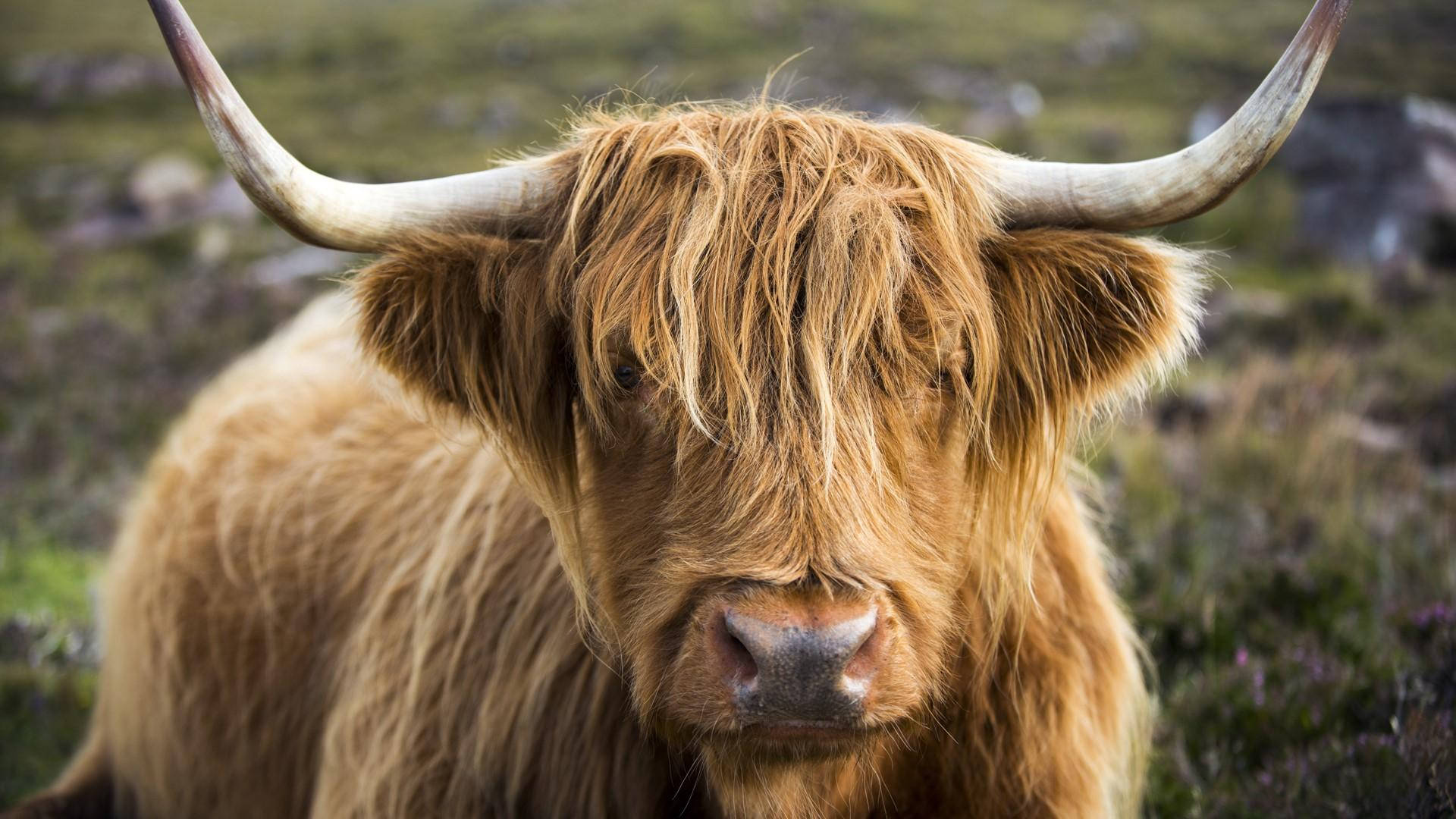 Fluffy Cow 桌布 壁紙 — 一頭高地牛的近距離特寫，擁有長而蓬鬆的金色毛髮和彎曲的角，在草地上直視鏡頭。