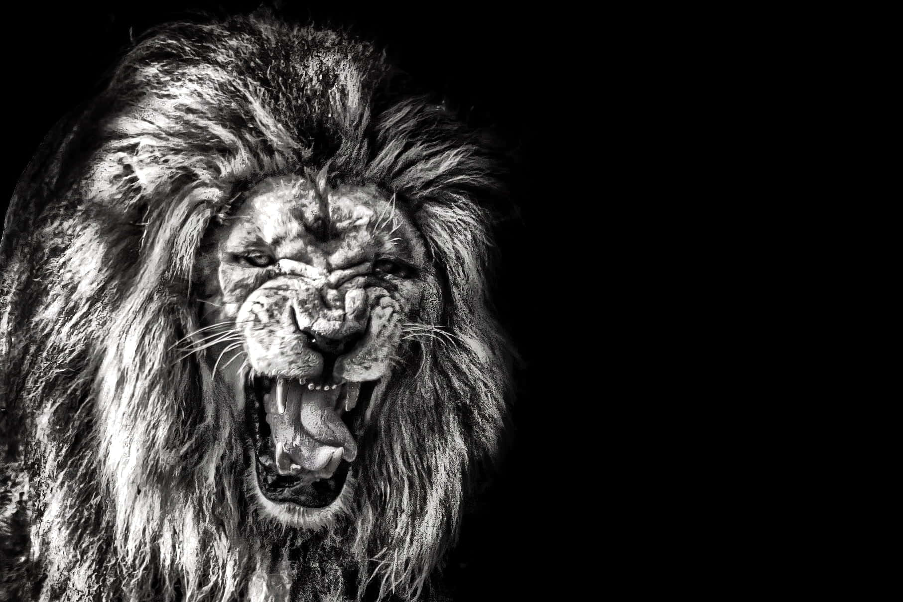 Roaring Lion 桌布 壁紙 — 一頭鬃毛豐滿的咆哮獅子，在高對比度的黑白畫面中，對著純黑背景強烈凝視。
