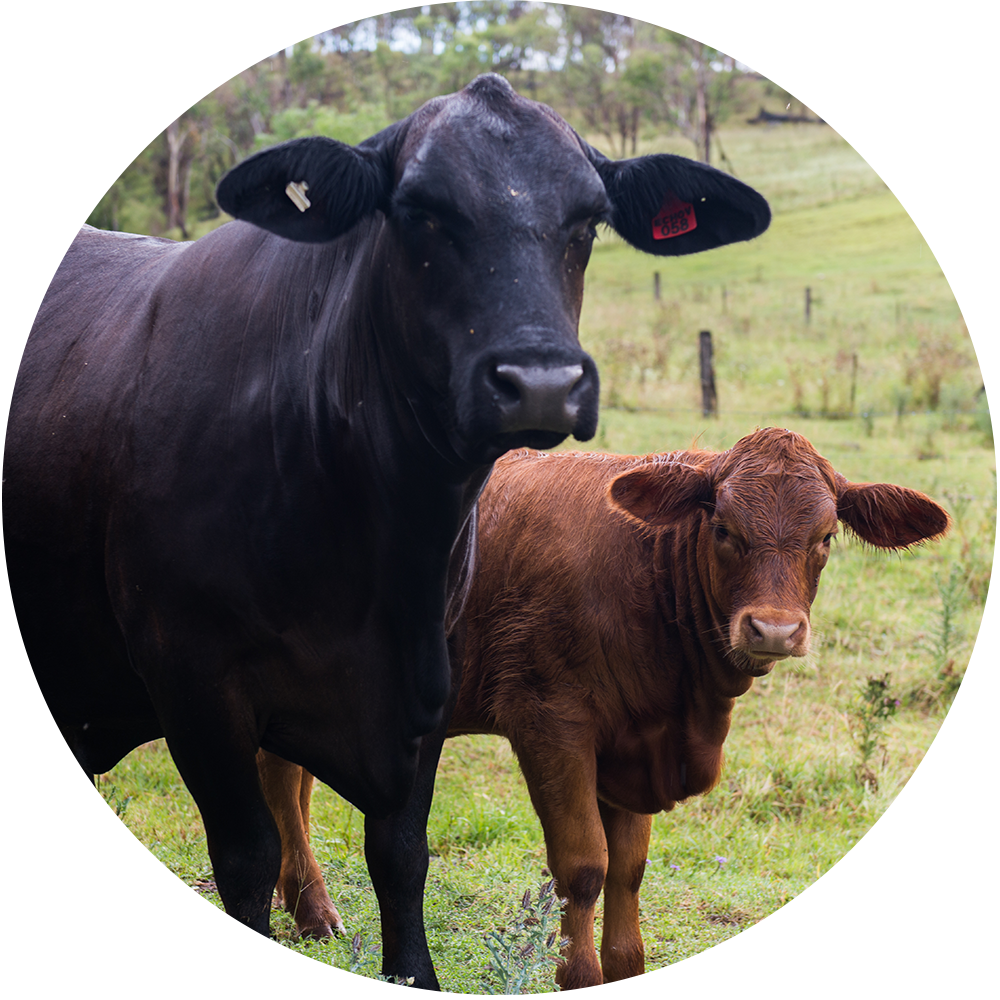 Cattle 桌布 壁紙 — 一頭黑牛和一頭棕色小牛在草地上緊靠在一起，背景有樹木。