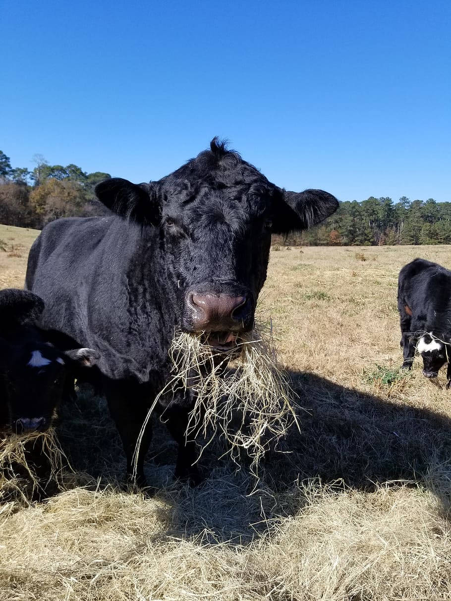 Farm 桌布 壁紙 — 一頭黑牛嘴裡叼著乾草，站在陽光明媚的田野上，背景是清澈的藍天和遠處的樹木。