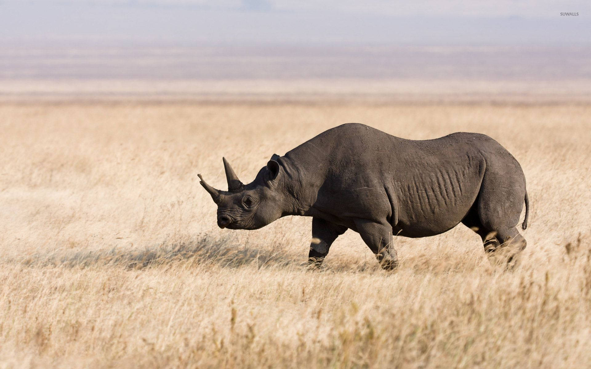 Rhinoceros 桌布 壁紙 — 一頭黑犀牛在廣闊的非洲大草原上，於朦朧的天空下，大步走過金黃色的草地。