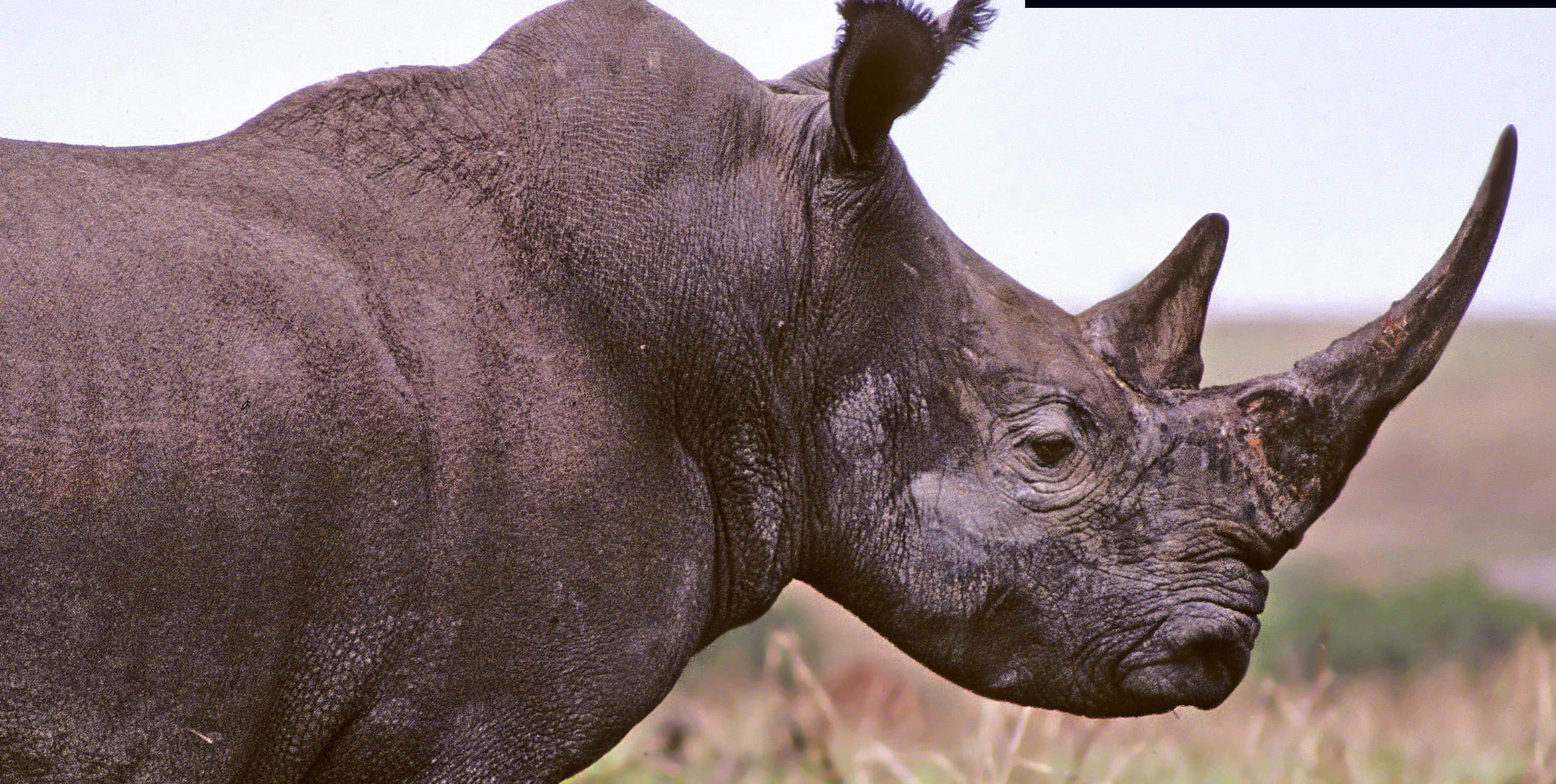 African Animals 桌布 壁紙 — 一頭黑犀牛的近距離特寫，皮膚有紋理，角突出，站在長滿草的稀樹草原上。