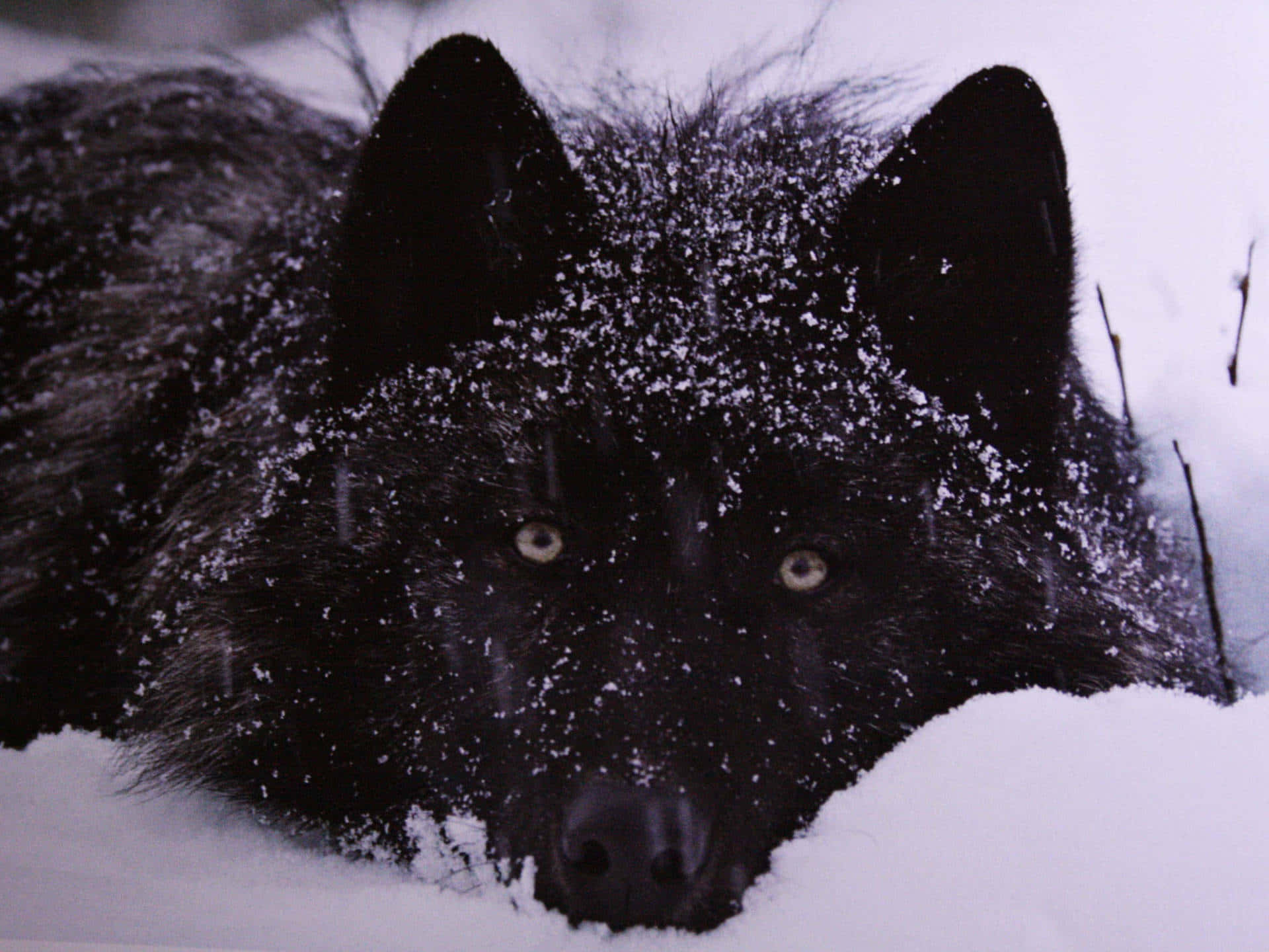 Wolf In Snow 桌布 壁紙 — 一頭黑狼，毛髮上沾滿雪花，在雪景中凝視著，琥珀色的眼睛穿透冬日的陰暗。