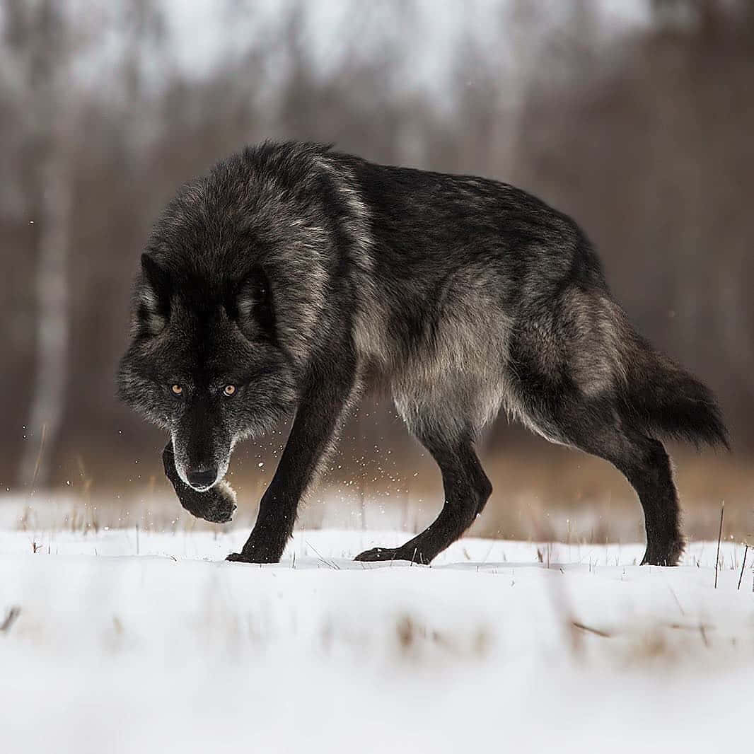 Wolf In Snow 桌布 壁紙 — 一頭黑狼在冬季森林中穿越雪地，擁有強烈的琥珀色眼睛和冰冷的氣息。
