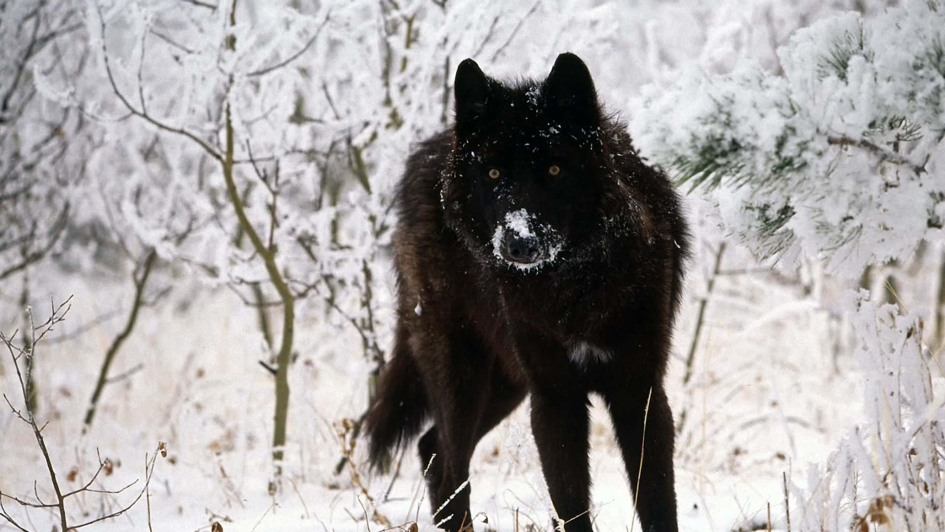 一頭黑狼站在雪地中 壁紙