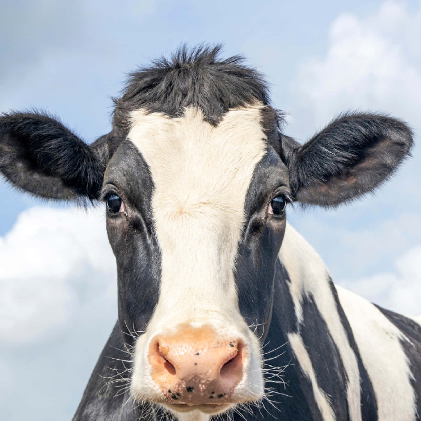 Black And White Cow 桌布 壁紙 — 一頭黑白乳牛的特寫，直視鏡頭，背景是柔和的藍天和蓬鬆的白雲。