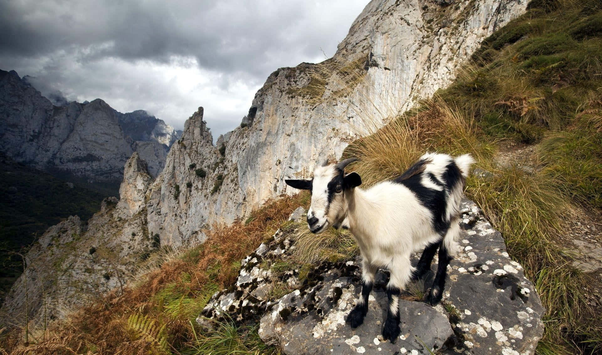 Mountain Goat 桌布 壁紙 — 一頭黑白山羊在陰天下，站在崎嶇山崖間長滿苔蘚的岩石上，保持警覺。