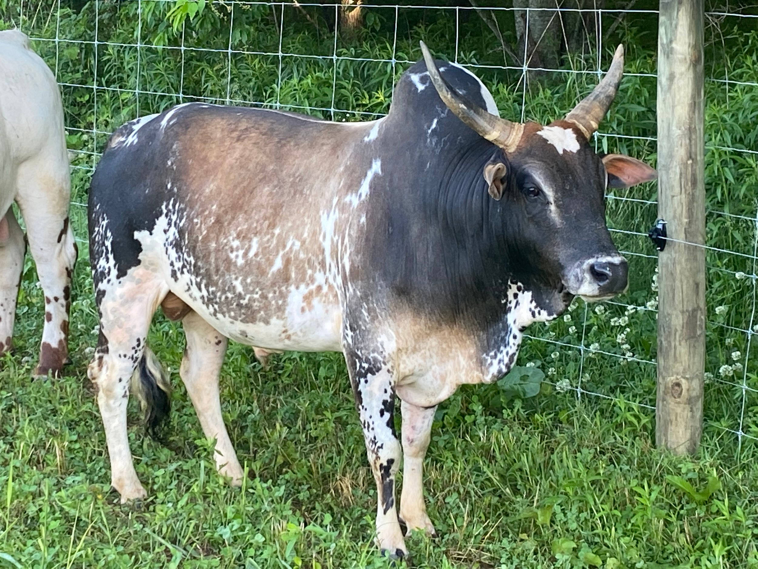 乳牛動圖 桌布 壁紙 — 一頭黑白斑點的公牛，長著彎曲的角，警覺地站在鐵絲網後的草地上。