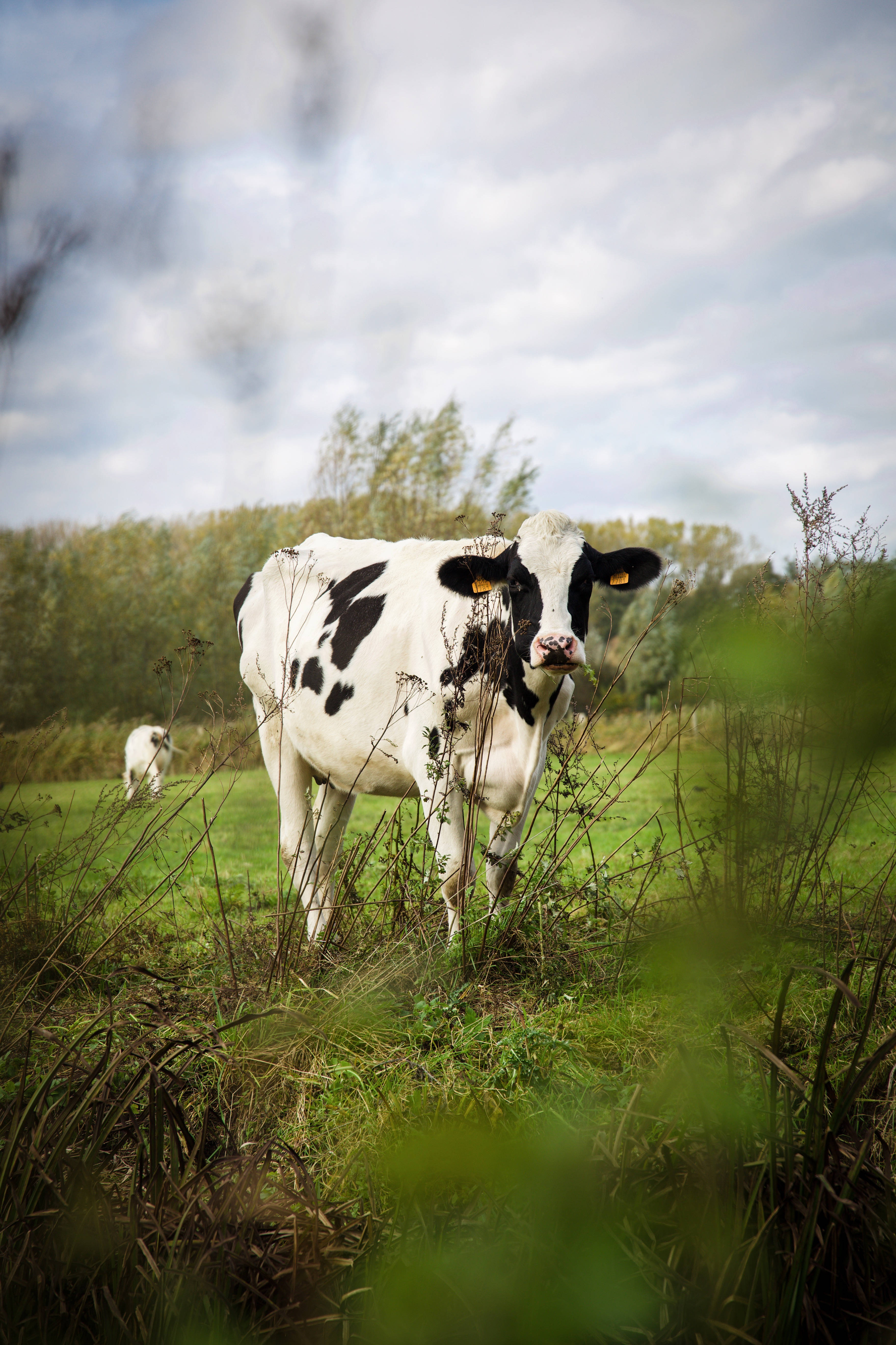 farm animals 桌布 壁紙 — 一頭黑白牛站在茂密的綠色田野中，周圍是模糊的樹葉，天空多雲。