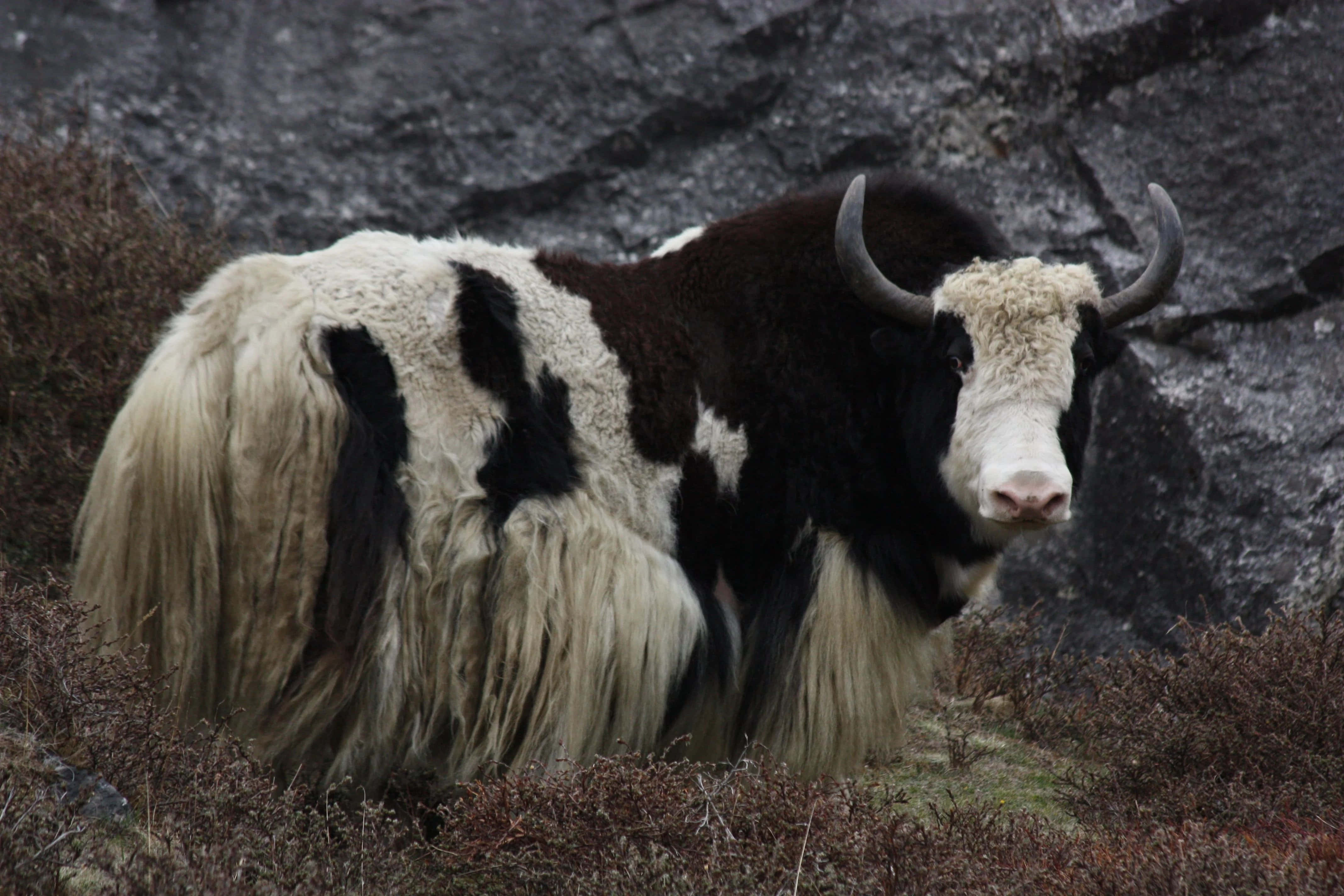 Yak 桌布 壁紙 — 一頭黑白相間、長有彎曲角的氂牛，站在崎嶇的山地地形中，周圍有灰色岩石和乾燥的棕色灌木。