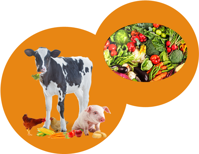 Cattle 桌布 壁紙 — 一頭黑白相間的牛、豬、雞和蔬菜排列在兩個橙色圓圈內，背景為黑色。