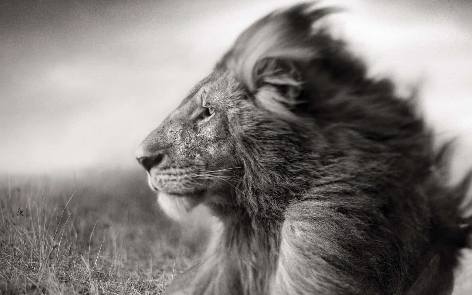 Lion Head 桌布 壁紙 — 一頭黑白相間的雄獅在風吹動鬃毛的草地上若有所思地凝視著。