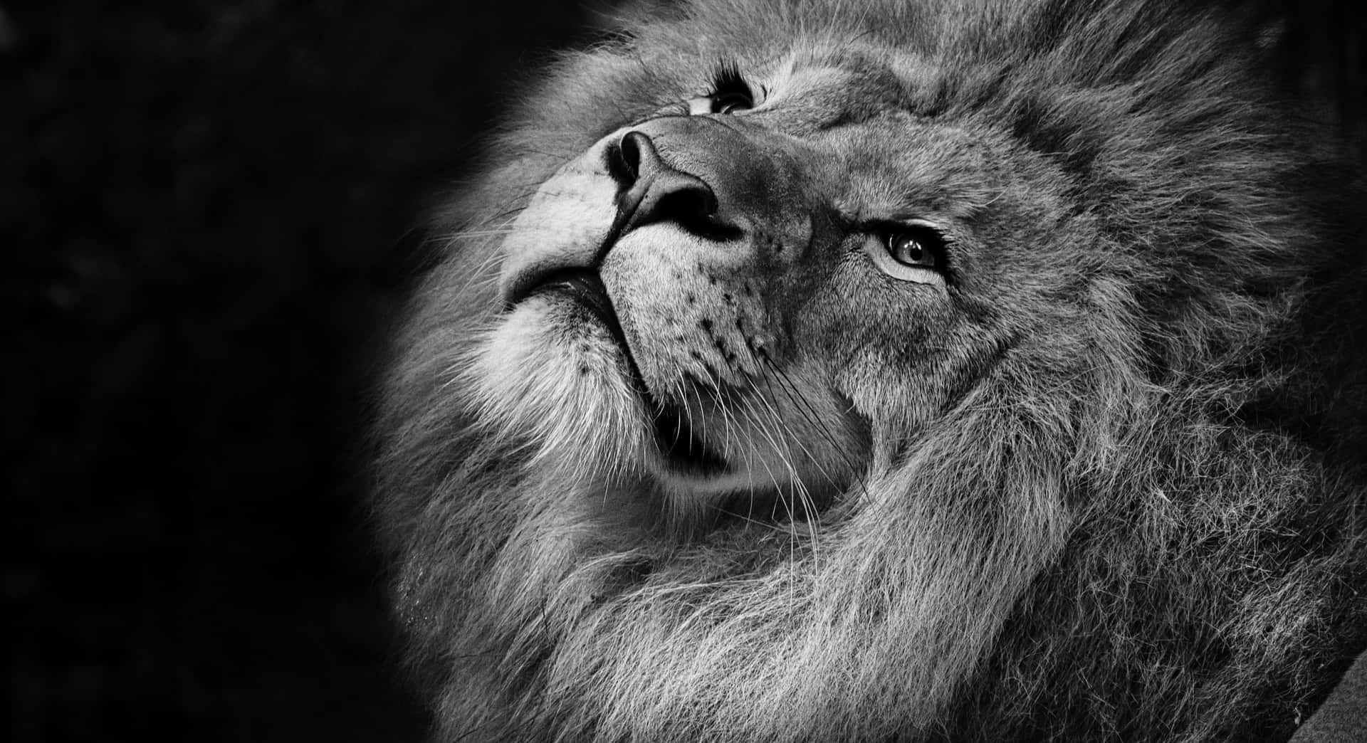 Black Lion 桌布 壁紙 — 一頭黑白相間的雄獅頭部，目光銳利，毛髮細節豐富，背景深色。