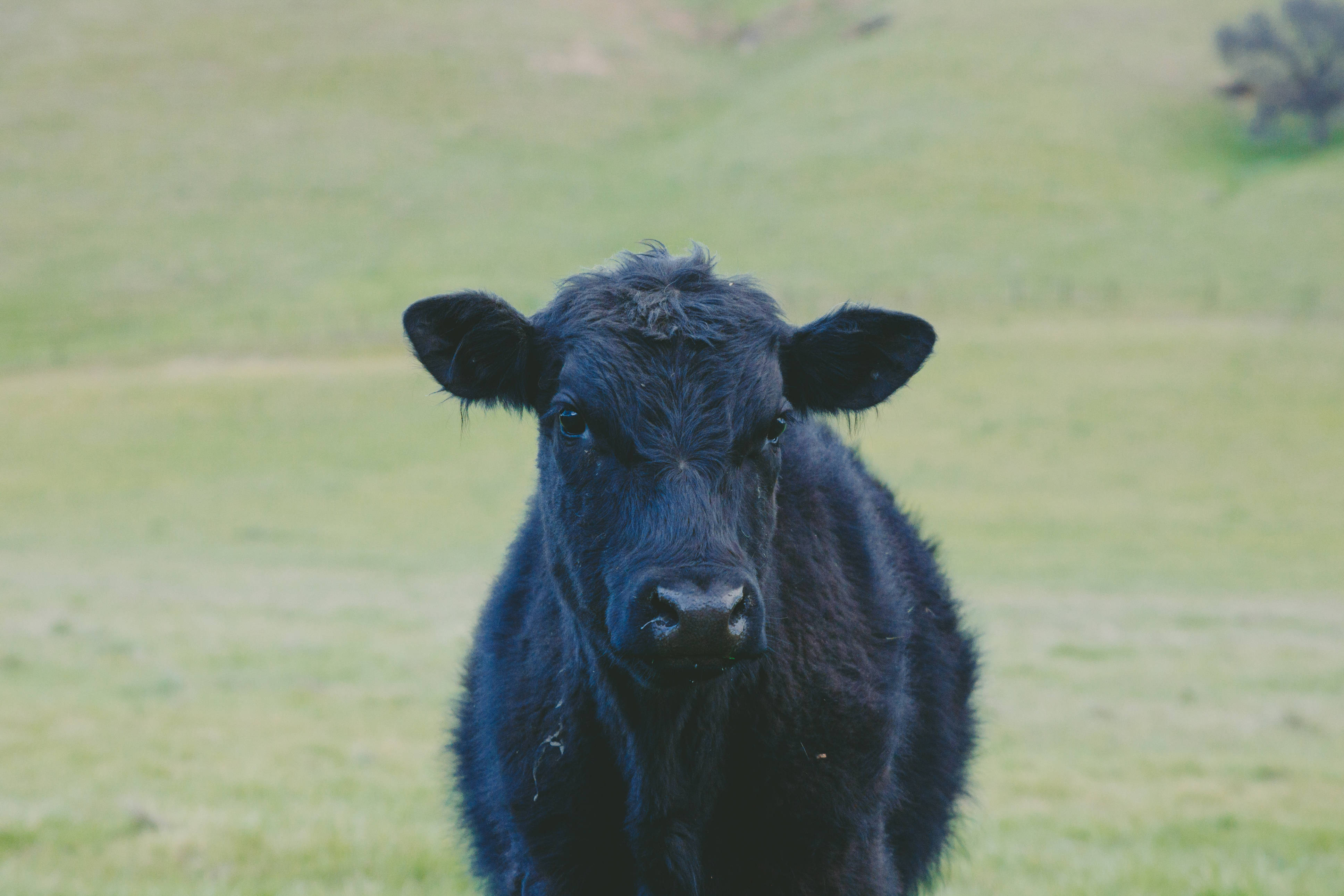 Cute Cow 桌布 壁紙 — 一頭黑色小牛的特寫，毛髮濕潤，在柔軟的綠色牧場中直視鏡頭。