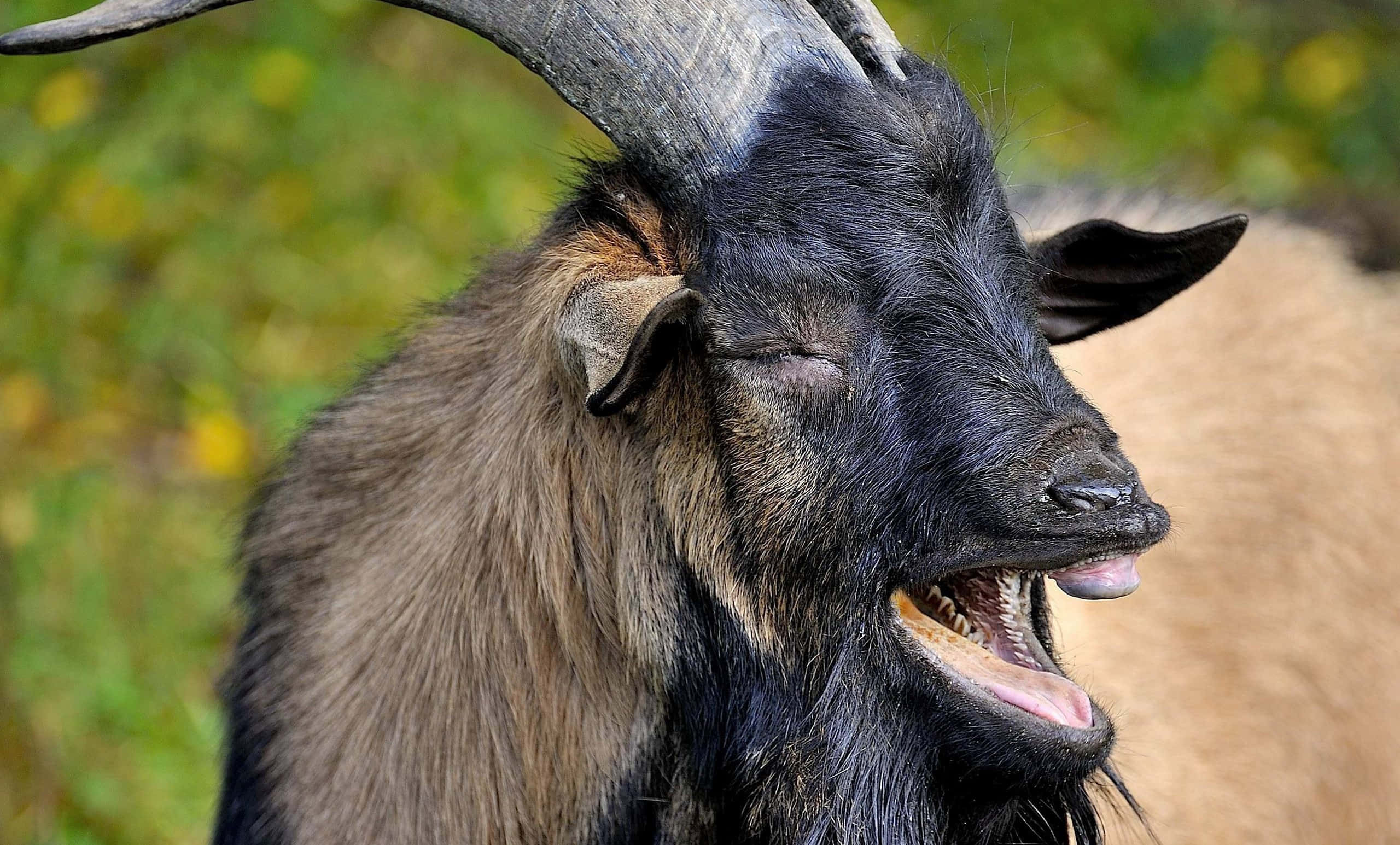動物 桌布 壁紙 — 一頭黑色山羊的特寫，擁有大型彎曲的角，在模糊的綠色和黃色背景下張大嘴巴打哈欠。