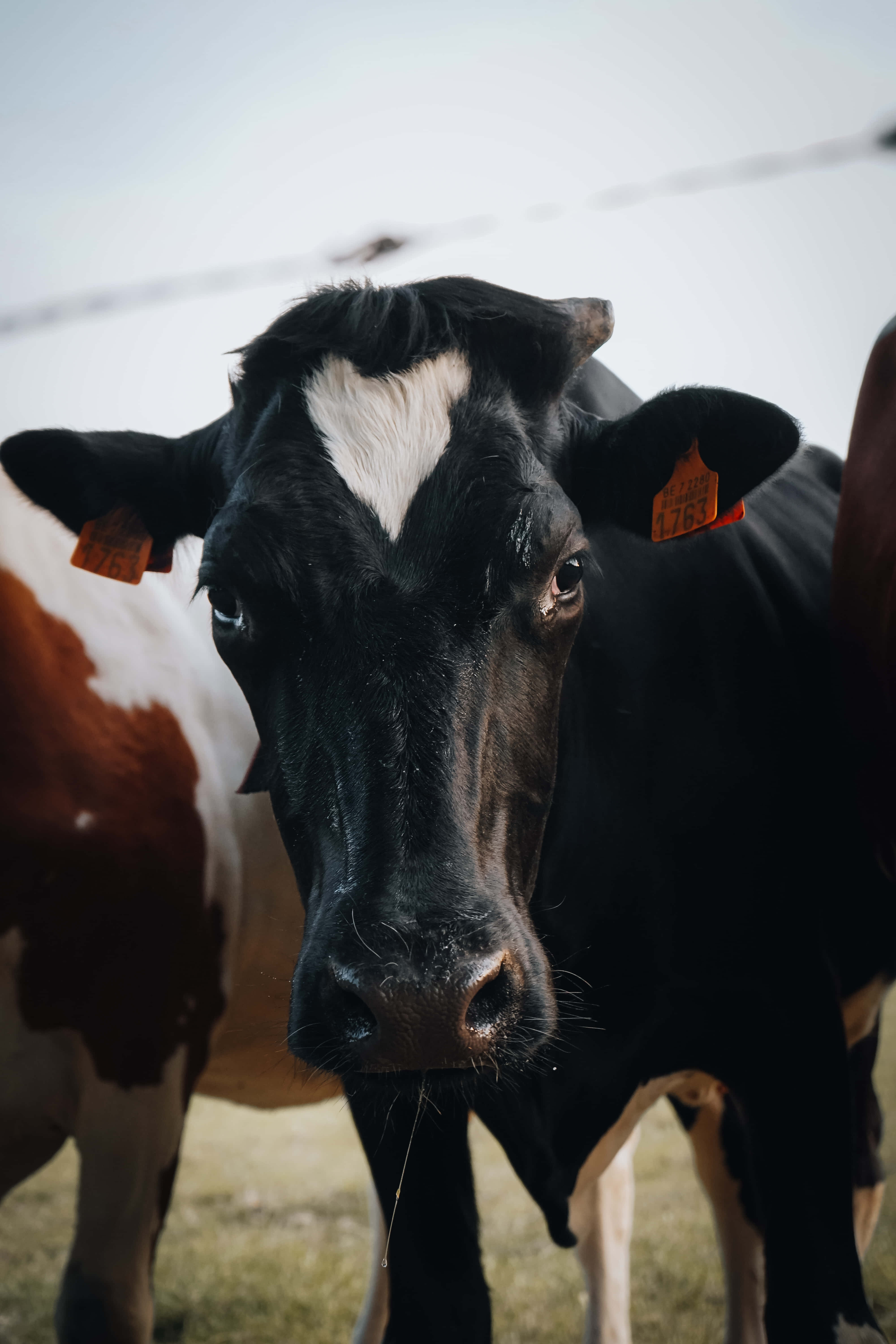 Black And White Cow 桌布 壁紙 — 一頭黑色牛的特寫，額頭有白色斑塊，戴著橙色耳標，直視鏡頭，站在草地上。