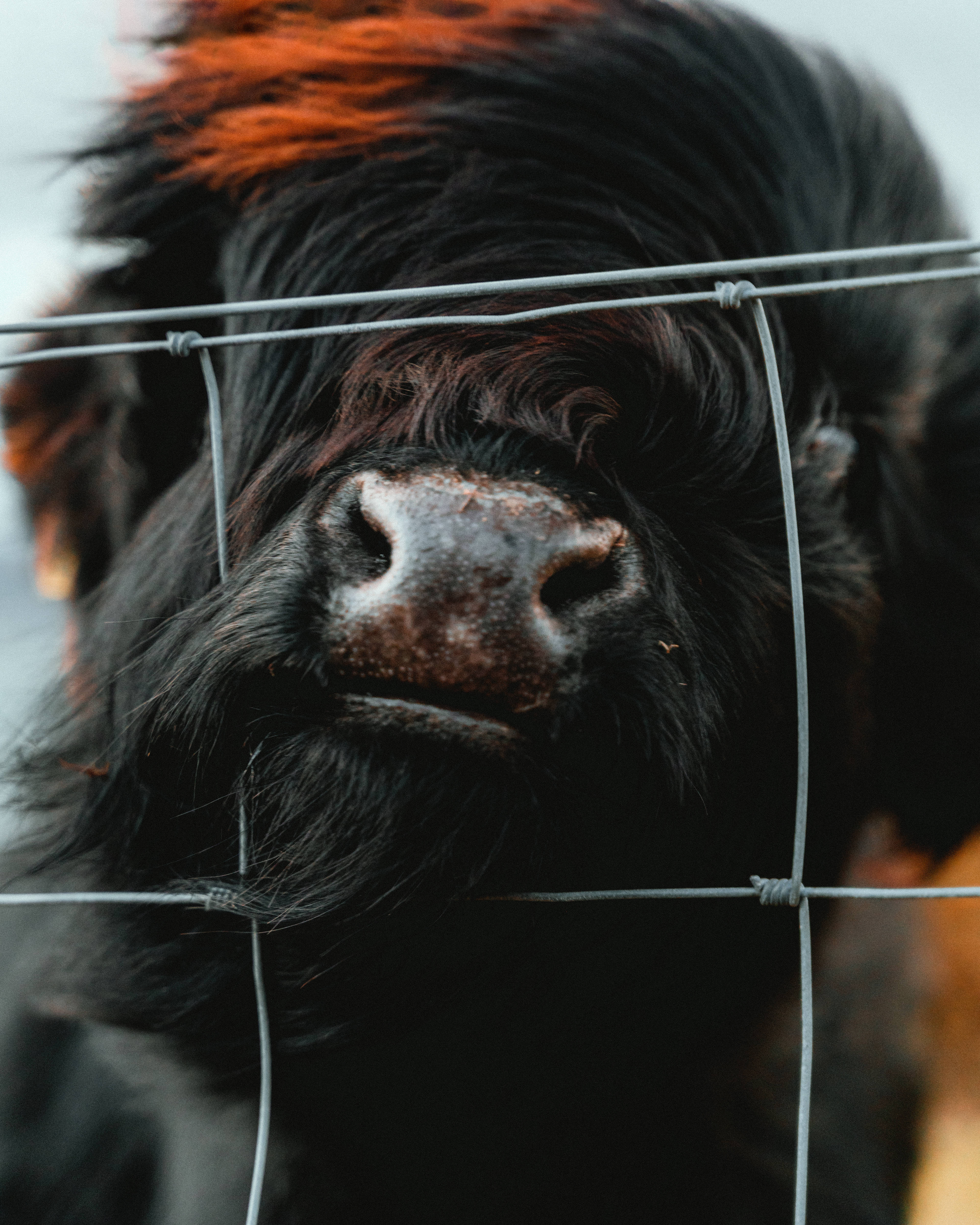 Cute Cow 桌布 壁紙 — 一頭黑色高地牛帶著火橙色毛髮從鐵絲網籬笆中探出頭來的特寫。