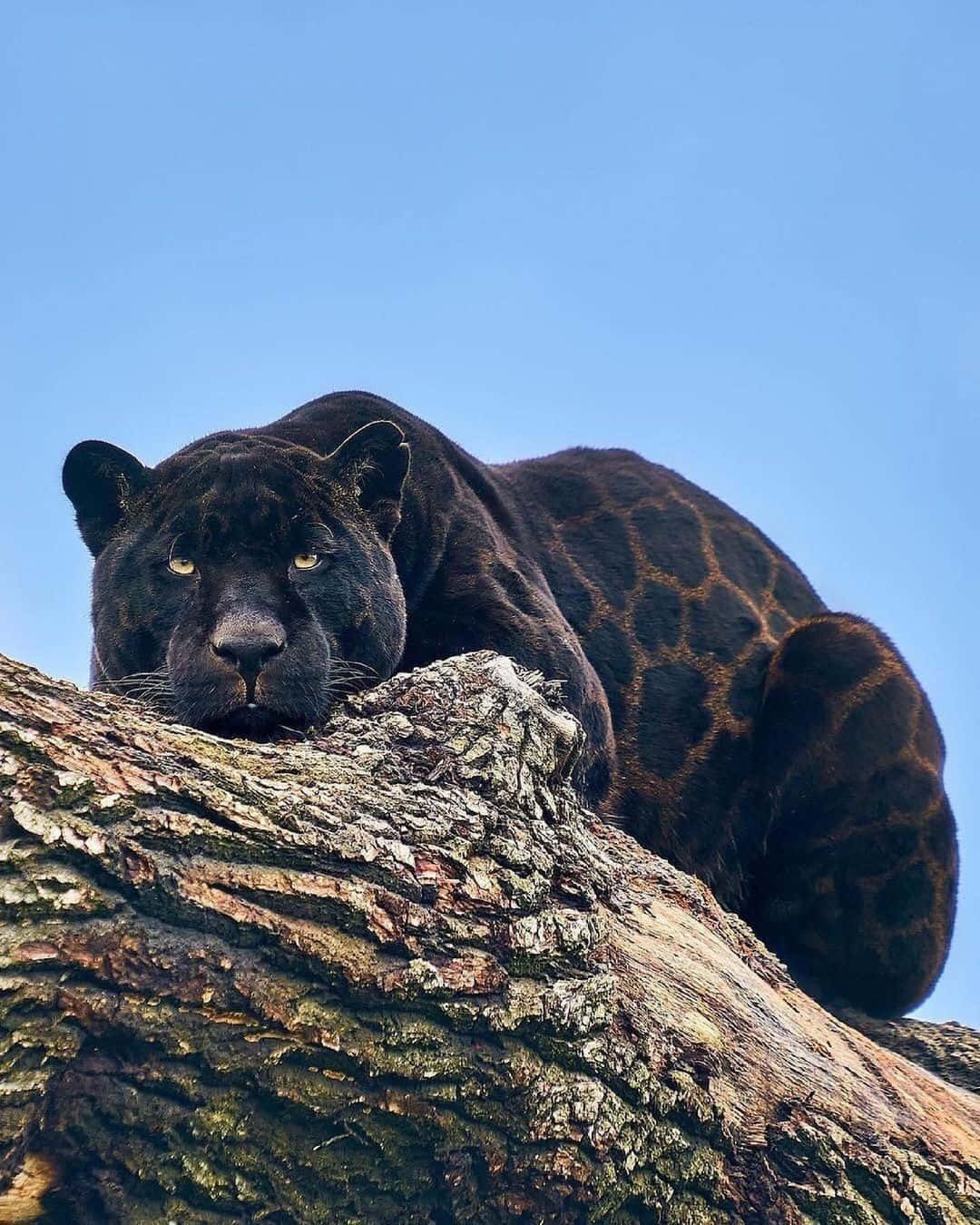 Jaguar 桌布 壁紙 — 一頭黑豹擁有發光的黃色眼睛，威嚴地棲息在粗壯的樹枝上，背景是清澈的藍天。
