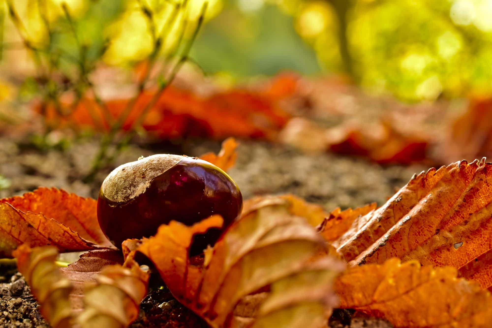 Nature Fall 桌布 壁紙 — 一顆光亮的栗子躺在森林地面，周圍是鮮豔的橙色和棕色秋葉，沐浴在金色的陽光下。