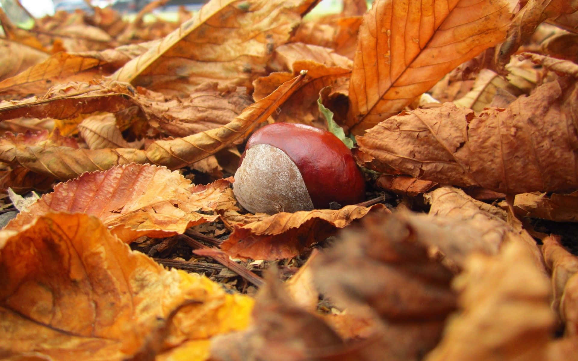 1920x1080 HD Fall 桌布 壁紙 — 一顆光澤的紅色栗子藏在森林地面上乾燥的金棕色秋葉之間。