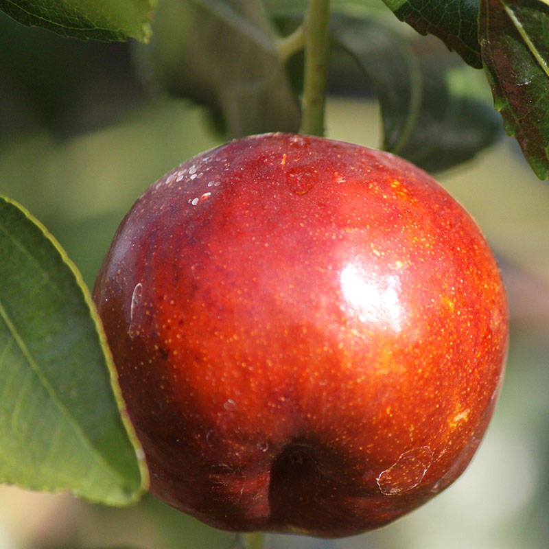 Fruits 桌布 壁紙 — 一顆光澤的紅色棗子閃爍著露珠，從莖上垂下，周圍是茂密的綠葉。